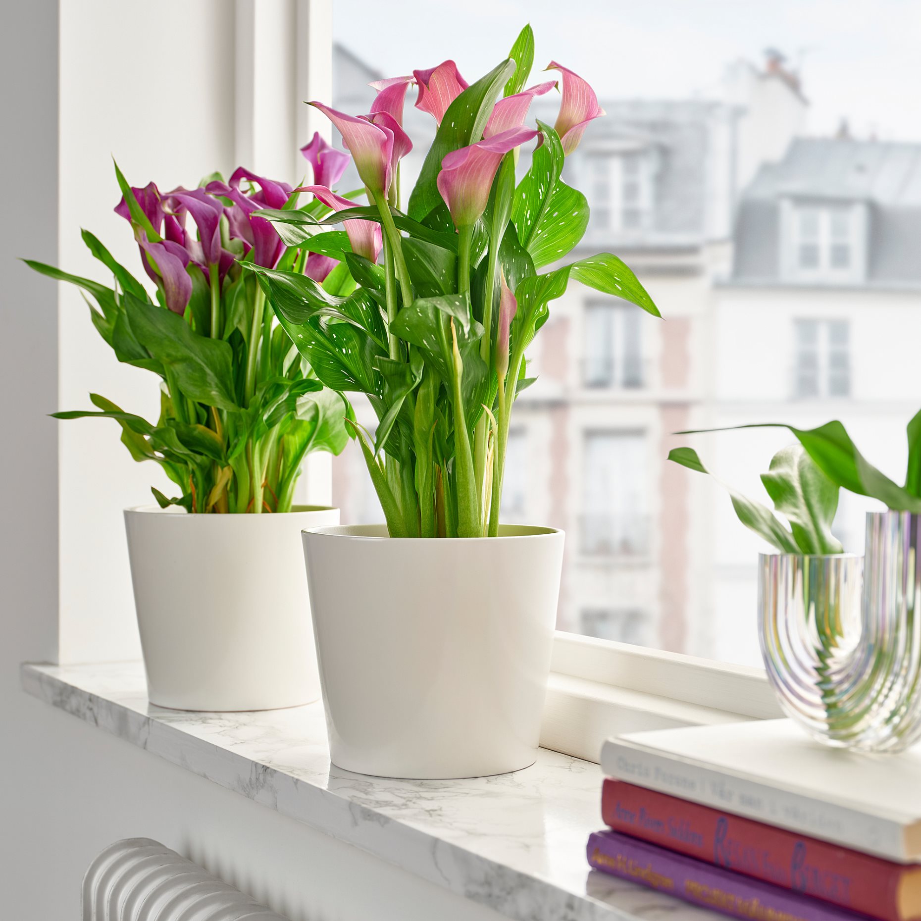 ZANTEDESCHIA, саксийно растение, Кала, 14 см, 006.239.99