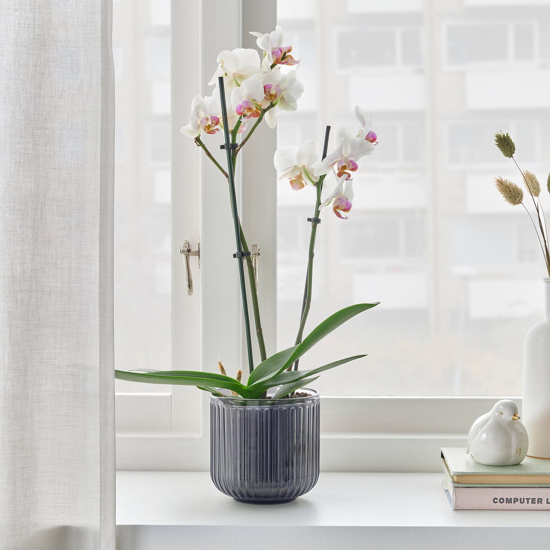 PHALAENOPSIS, саксийно растение, 103.033.65