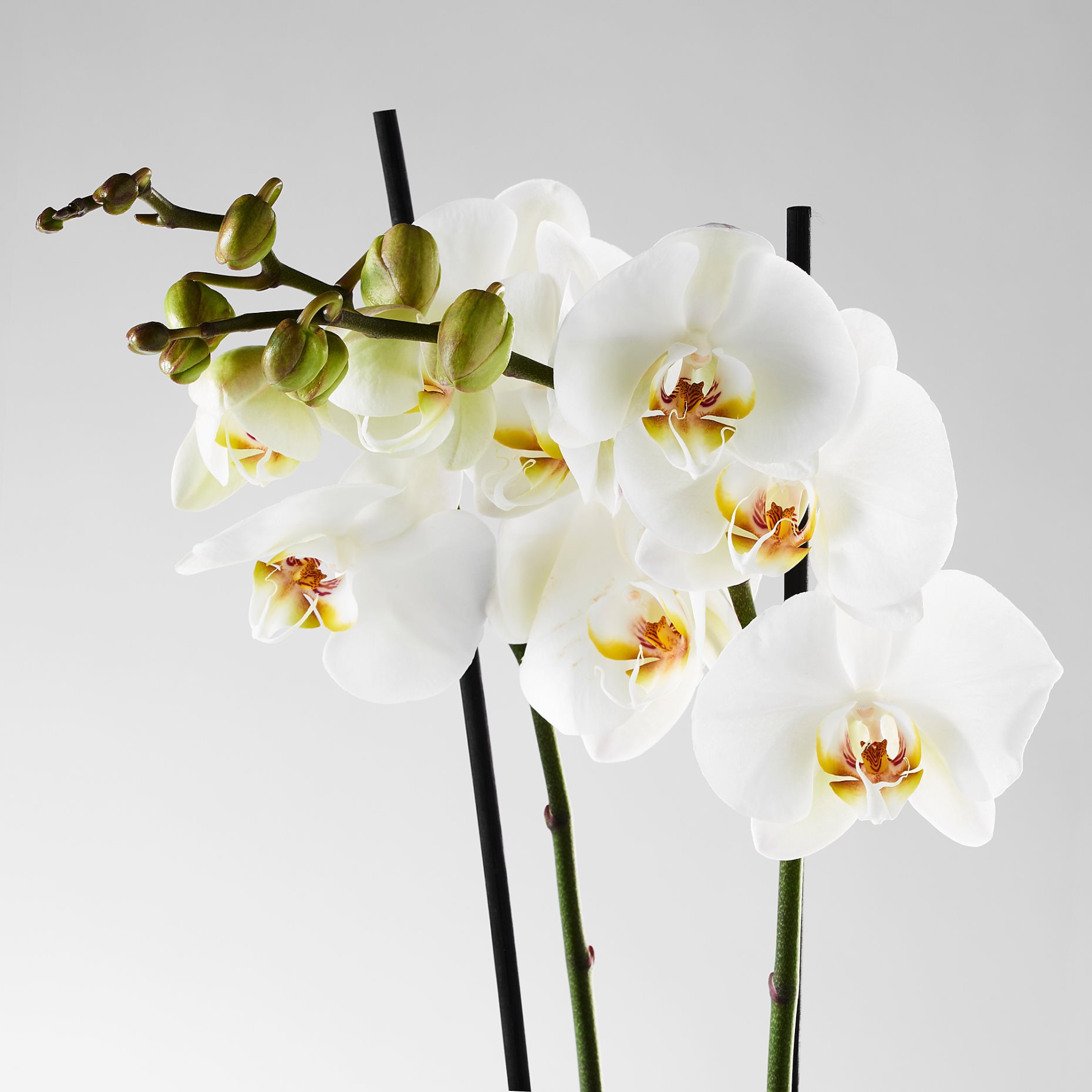 PHALAENOPSIS, саксийно растение, 103.033.65