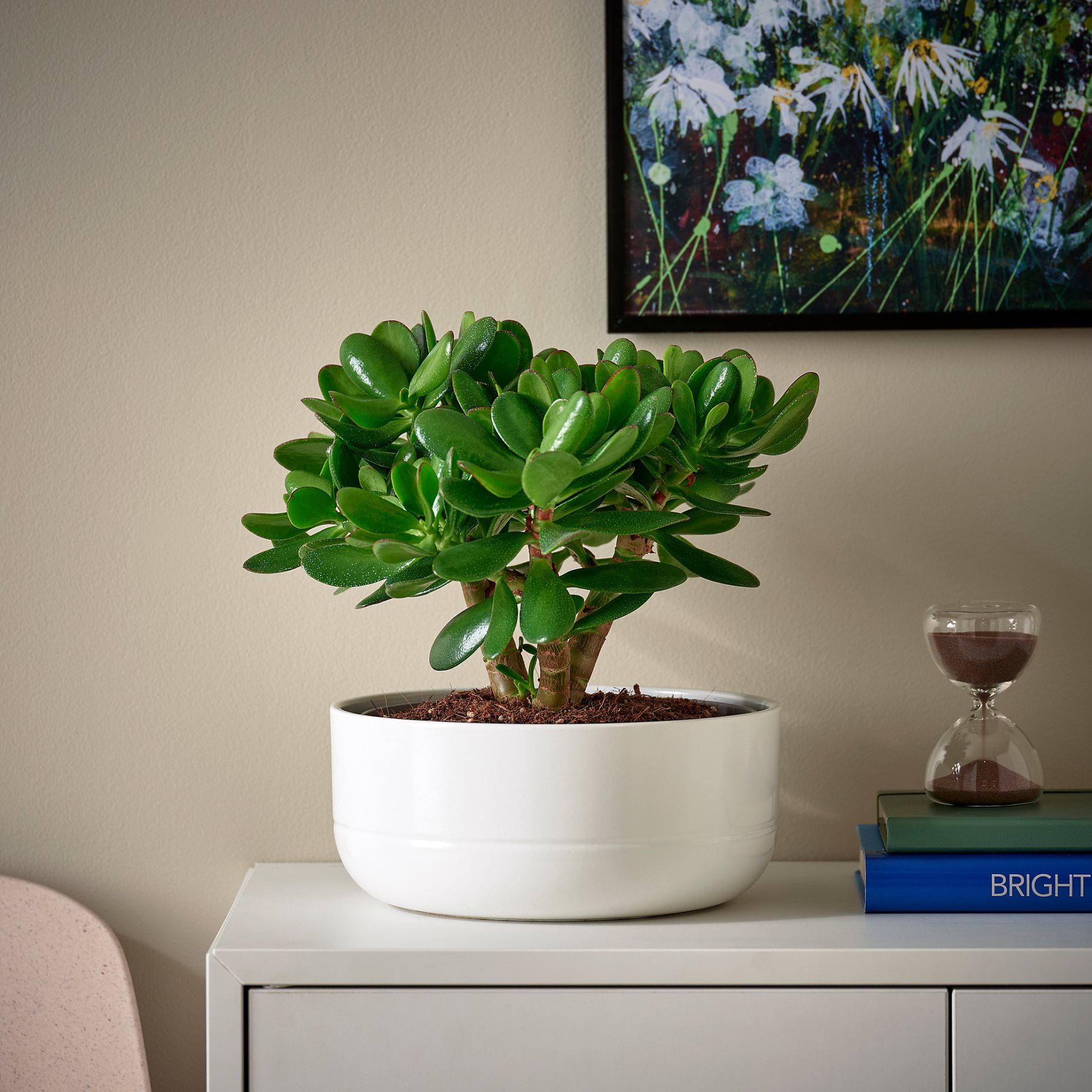 CRASSULA, саксийно растение, Дърво на парите + саксия, 104.853.70