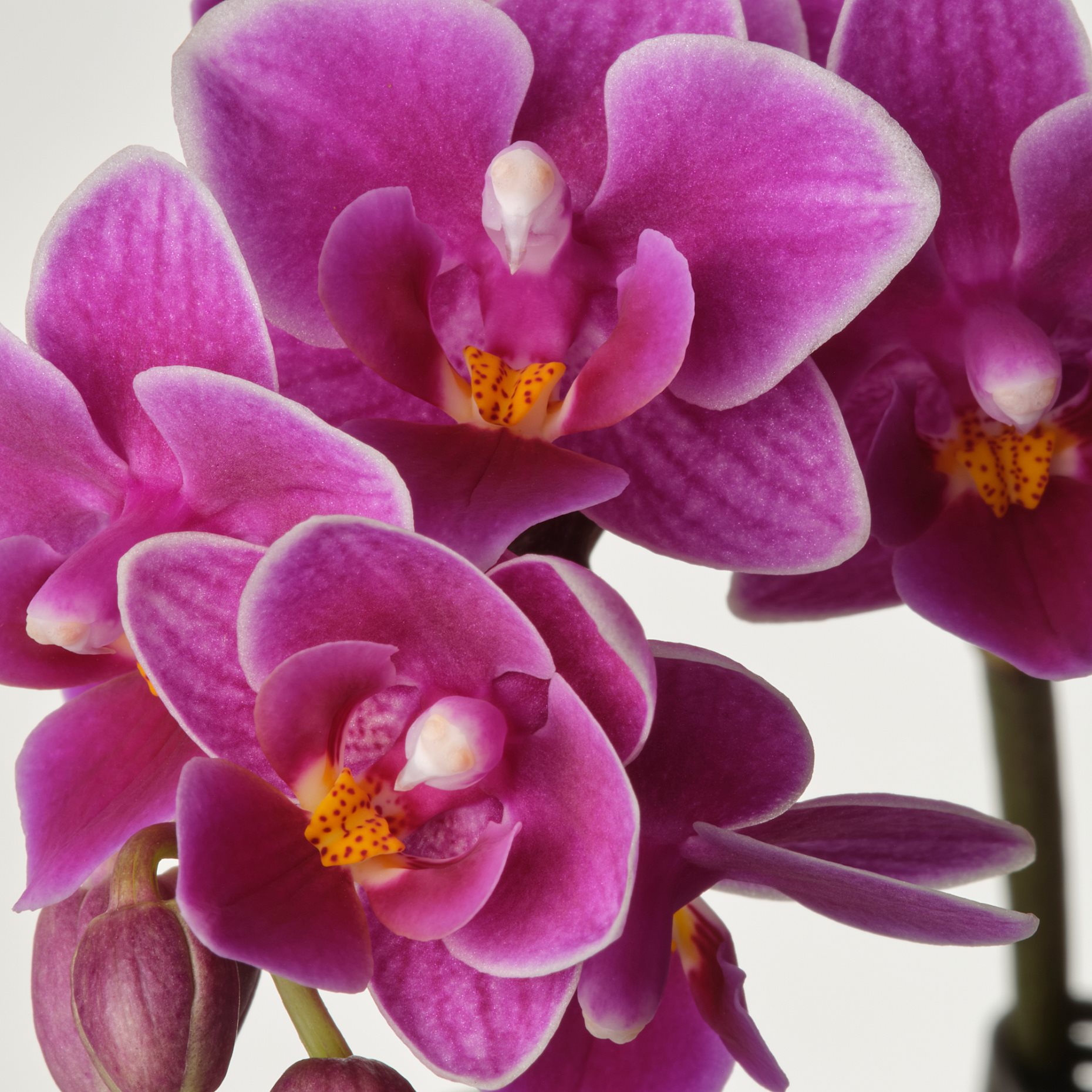 PHALAENOPSIS, Саксийно растение, Орхидея, 105.986.78