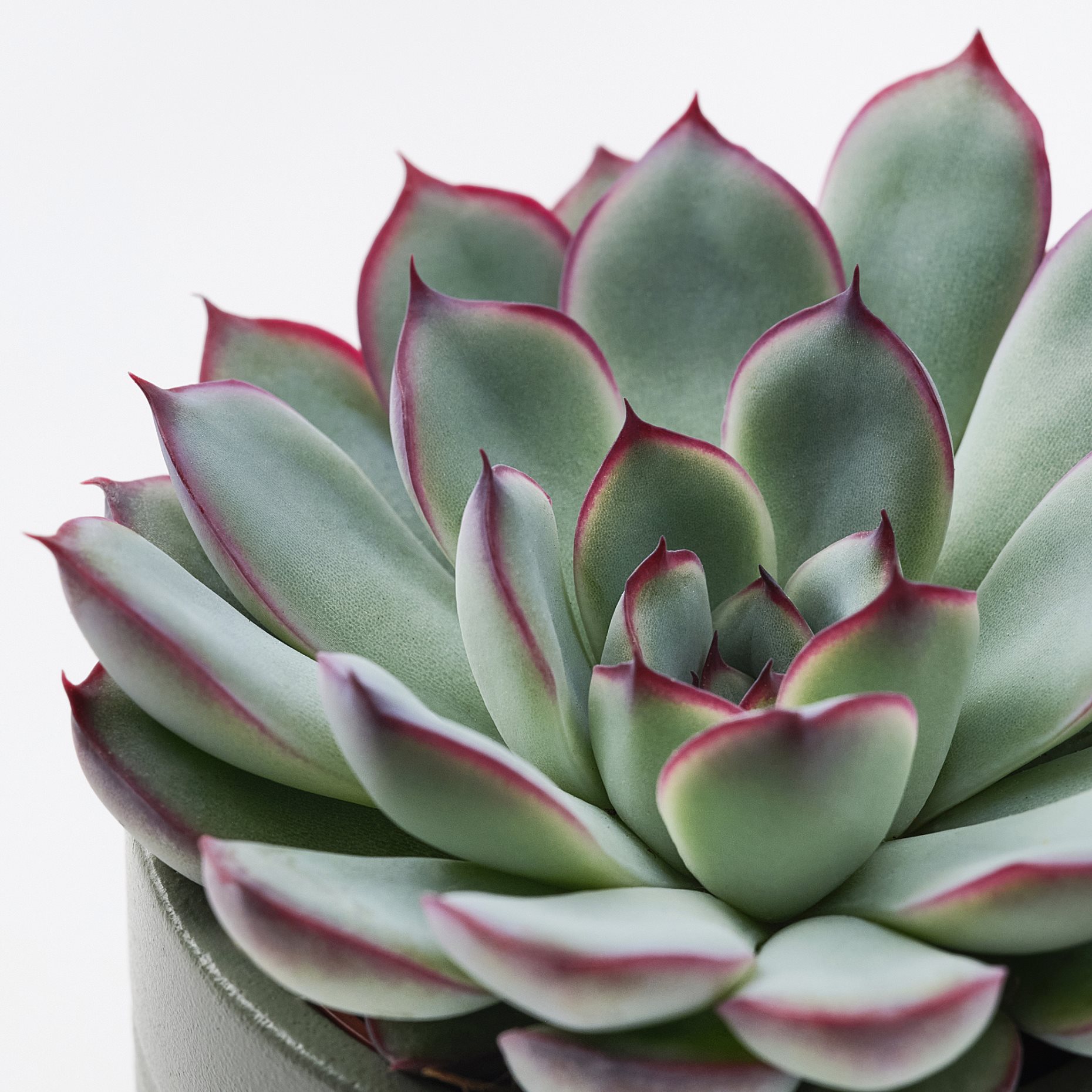 SUCCULENT, саксийно растение със саксия, Кактус, 105.986.83