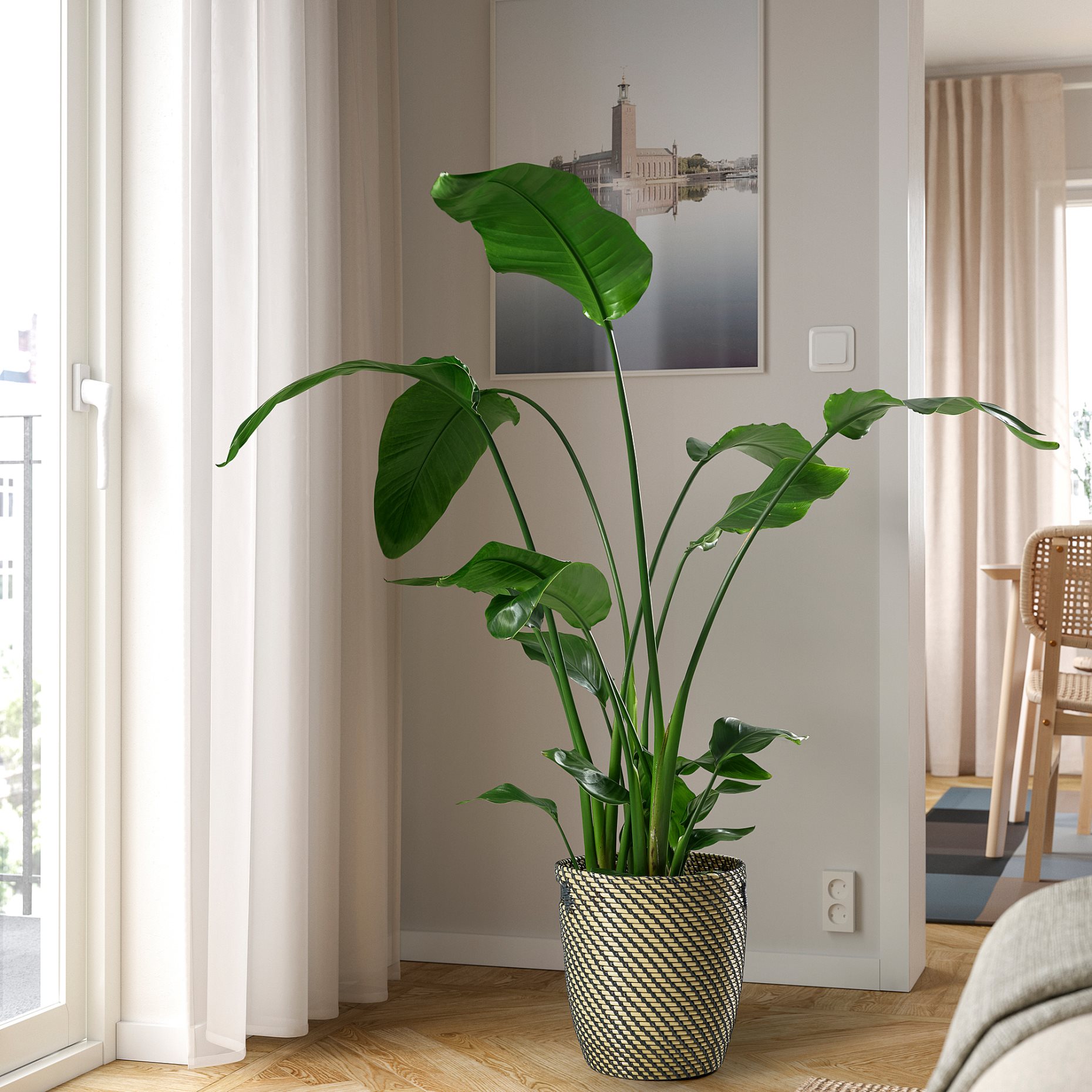 STRELITZIA, саксийно растение, 204.662.53