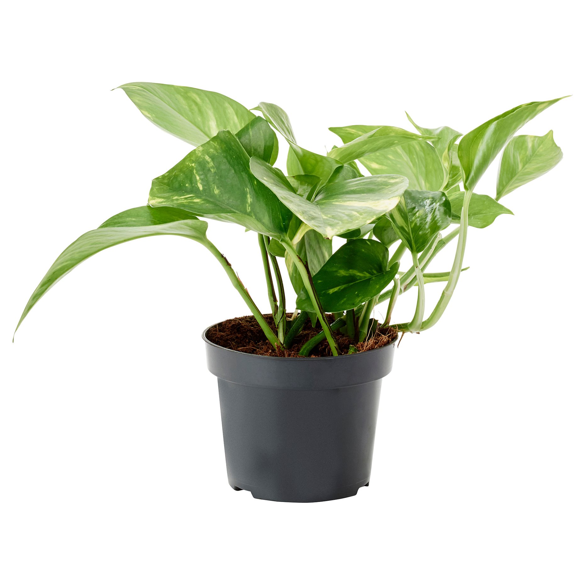EPIPREMNUM, саксийно растение, Дяволски бръшлян, 12 см, 205.281.90