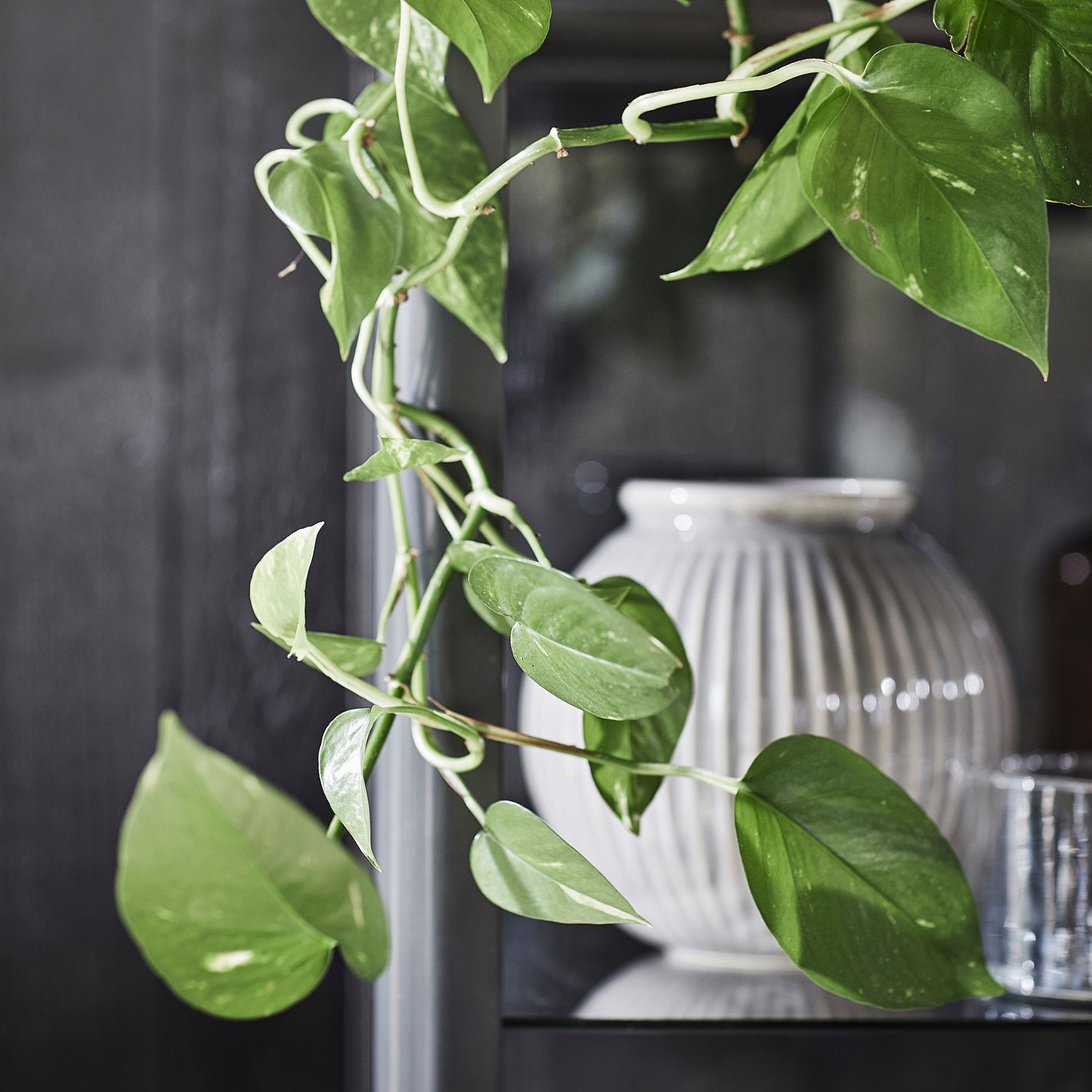 EPIPREMNUM, саксийно растение, Дяволски бръшлян, 12 см, 205.281.90