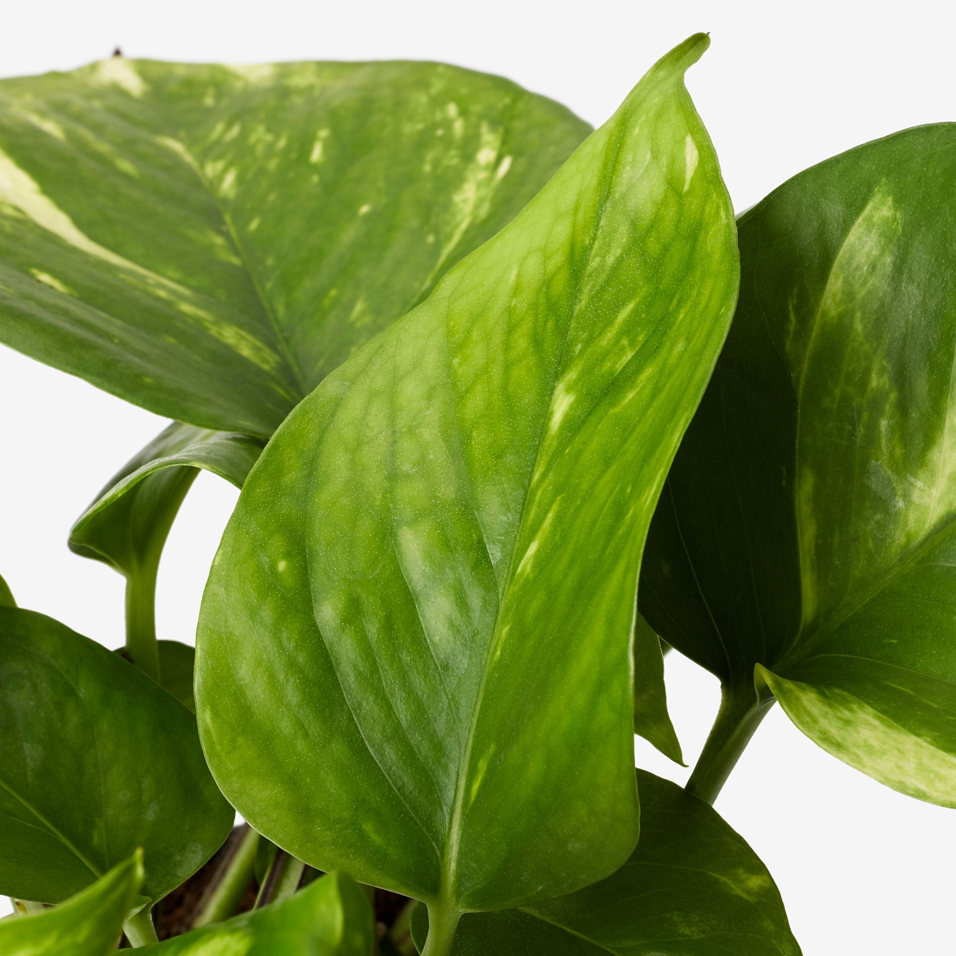 EPIPREMNUM, саксийно растение, Дяволски бръшлян, 12 см, 205.281.90