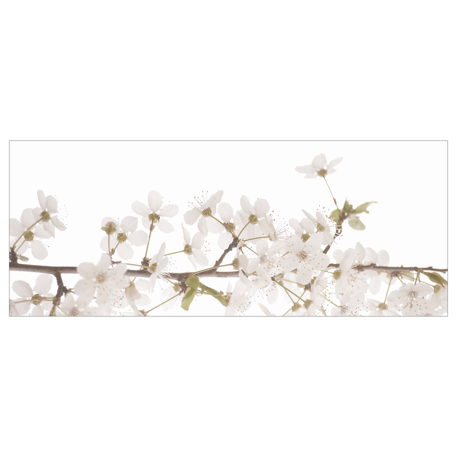 BJÖRKSTA, картина, "Бели цветя", 140х56 см, 205.549.14