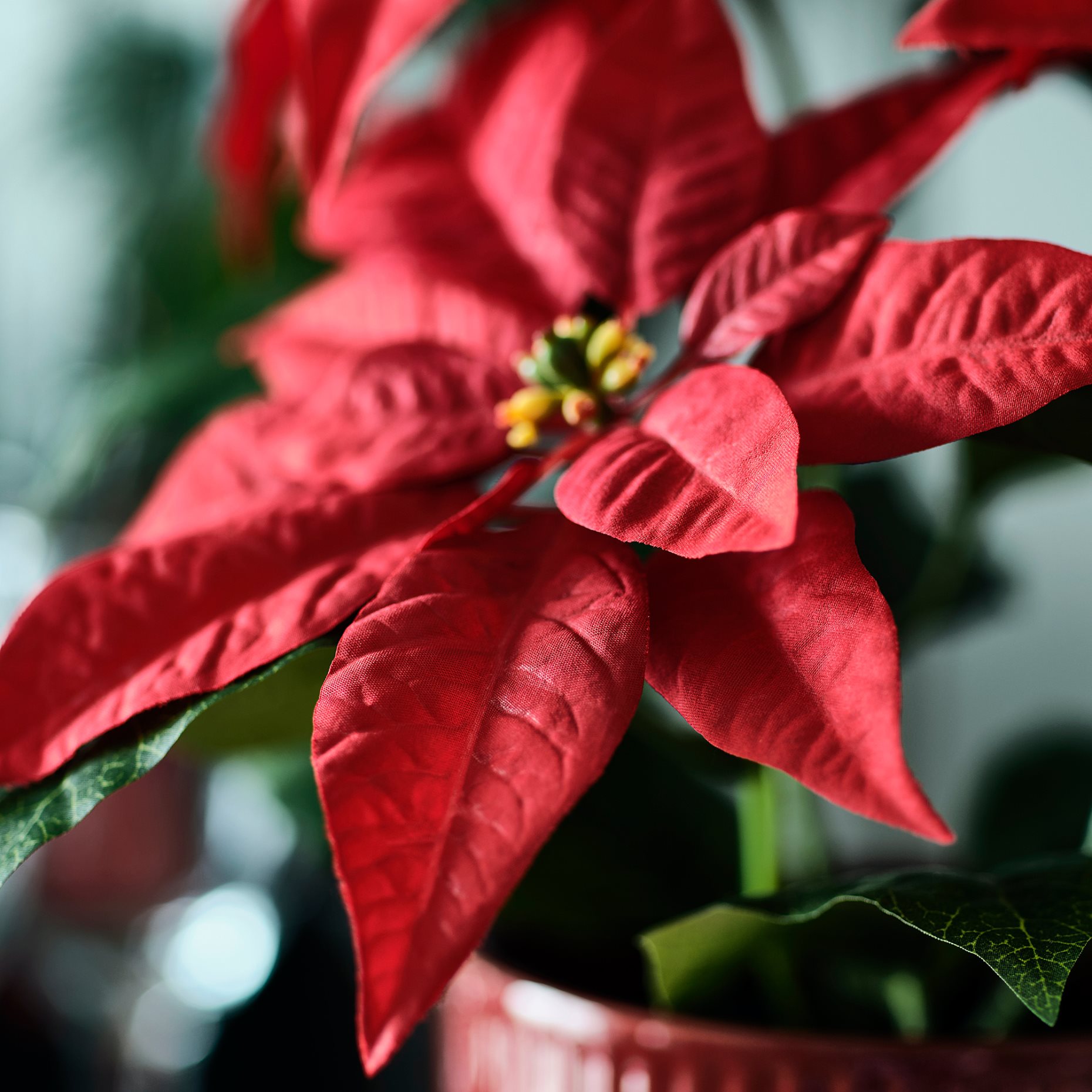 VINTERFINT, изкуствено саксийно растение, Коледна звезда, 206.065.74