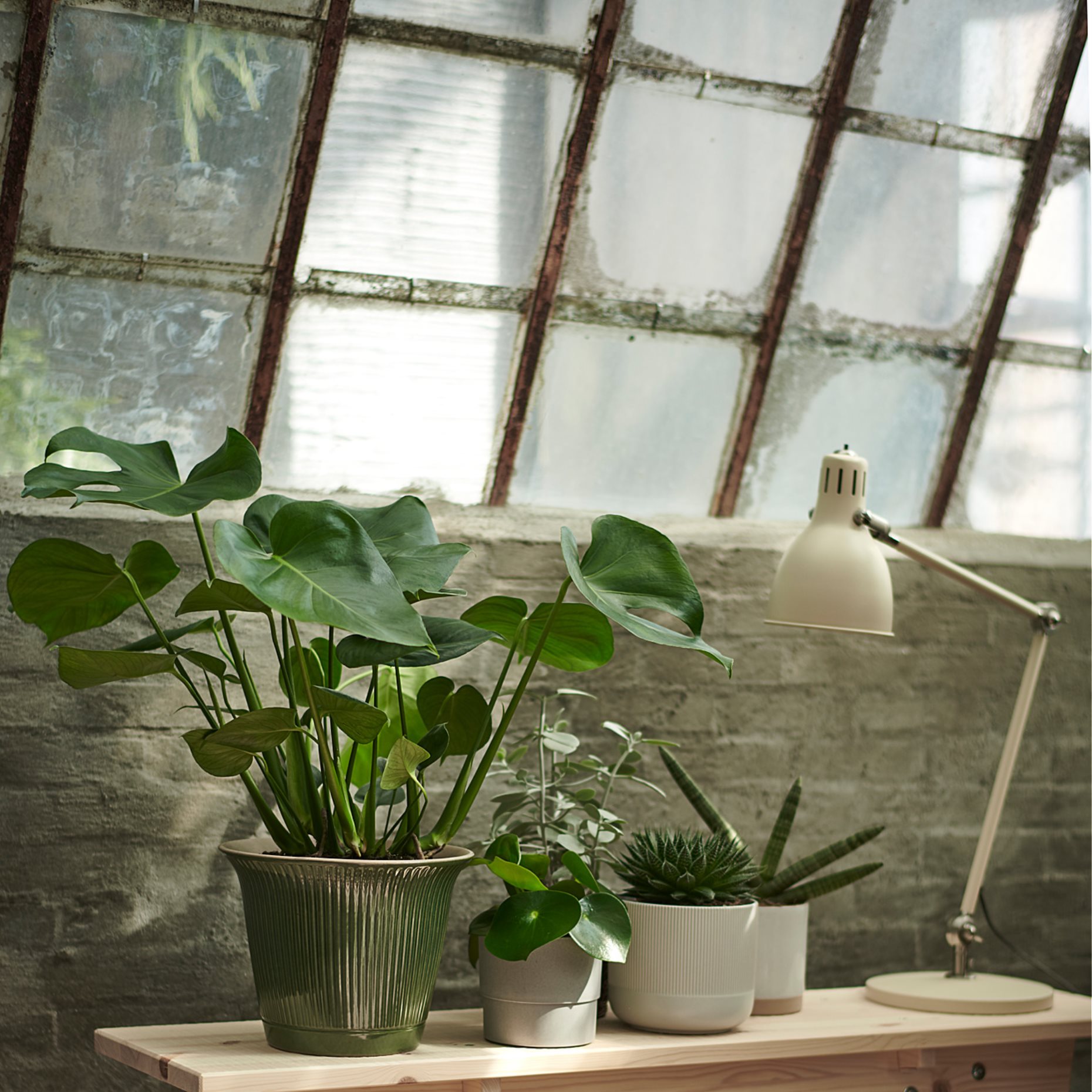 MONSTERA, саксийно растение, Монстера, 303.494.90