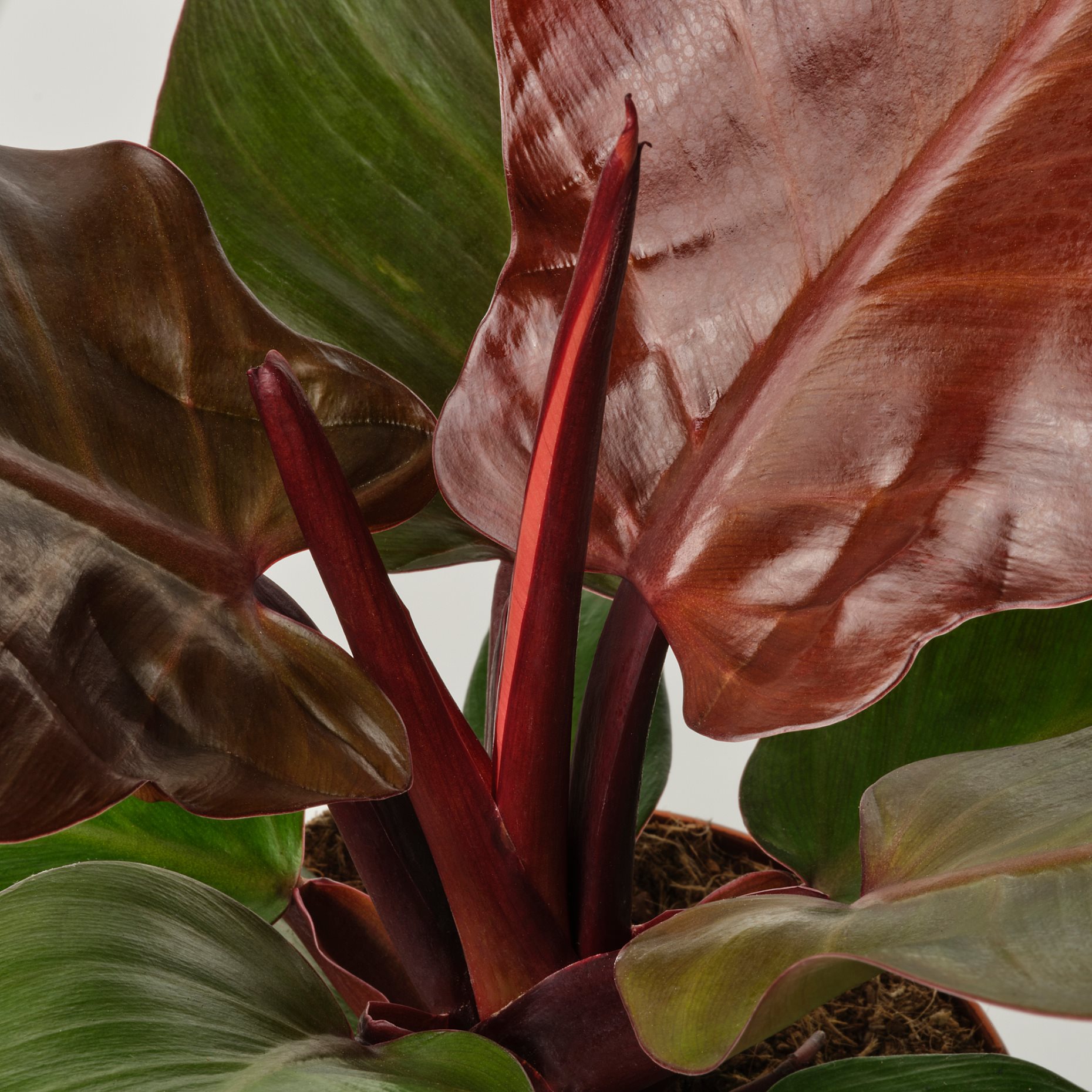 PHILODENDRON, Саксийно растение, Филодендрон, 305.986.77