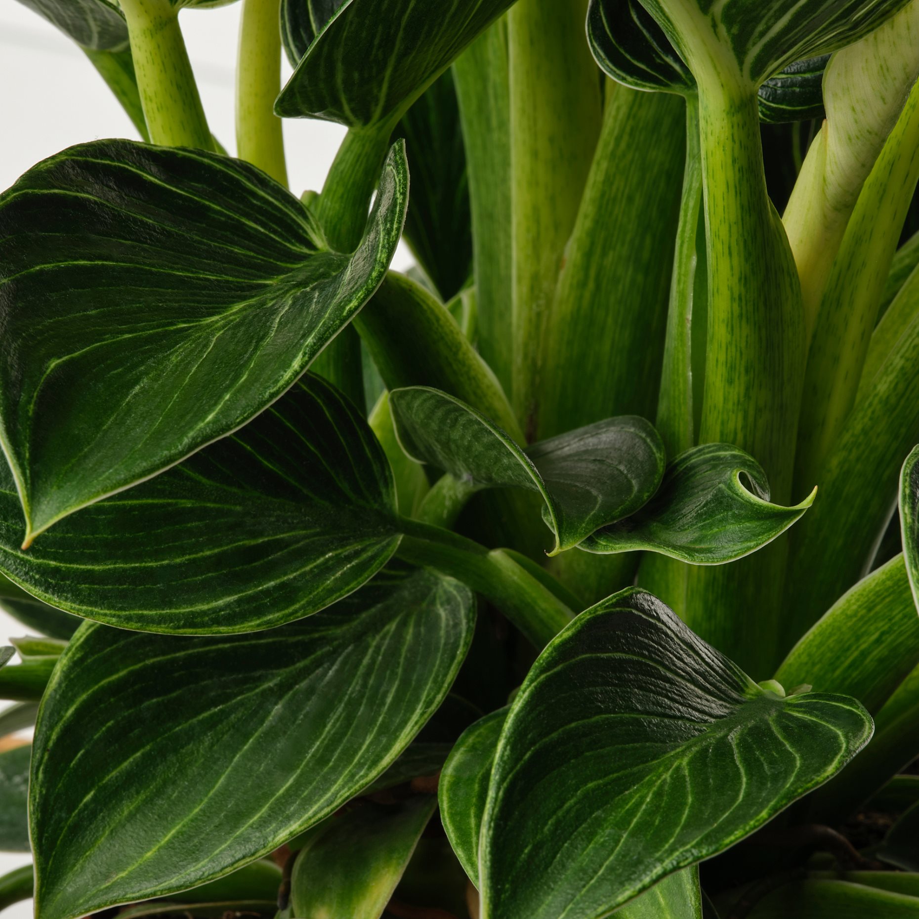 PHILODENDRON, Саксийно растение, Филодендрон, 305.986.77