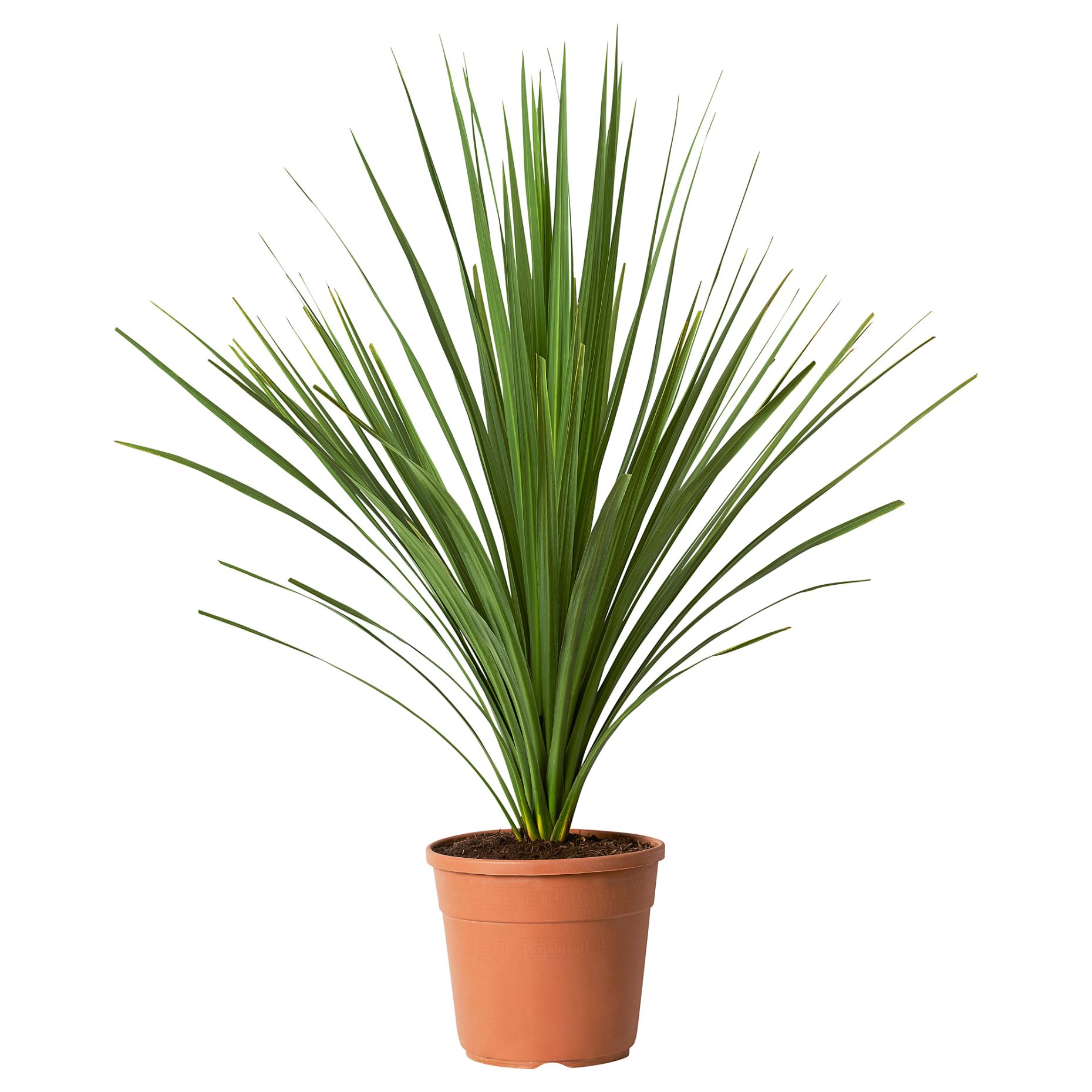 CORDYLINE INDIVISA, саксийно растение, Кордилине индивиза, 306.041.31