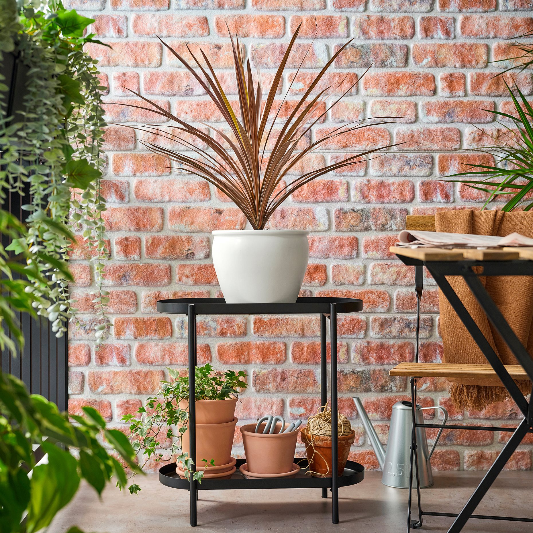 CORDYLINE INDIVISA, саксийно растение, Кордилине индивиза, 306.041.31