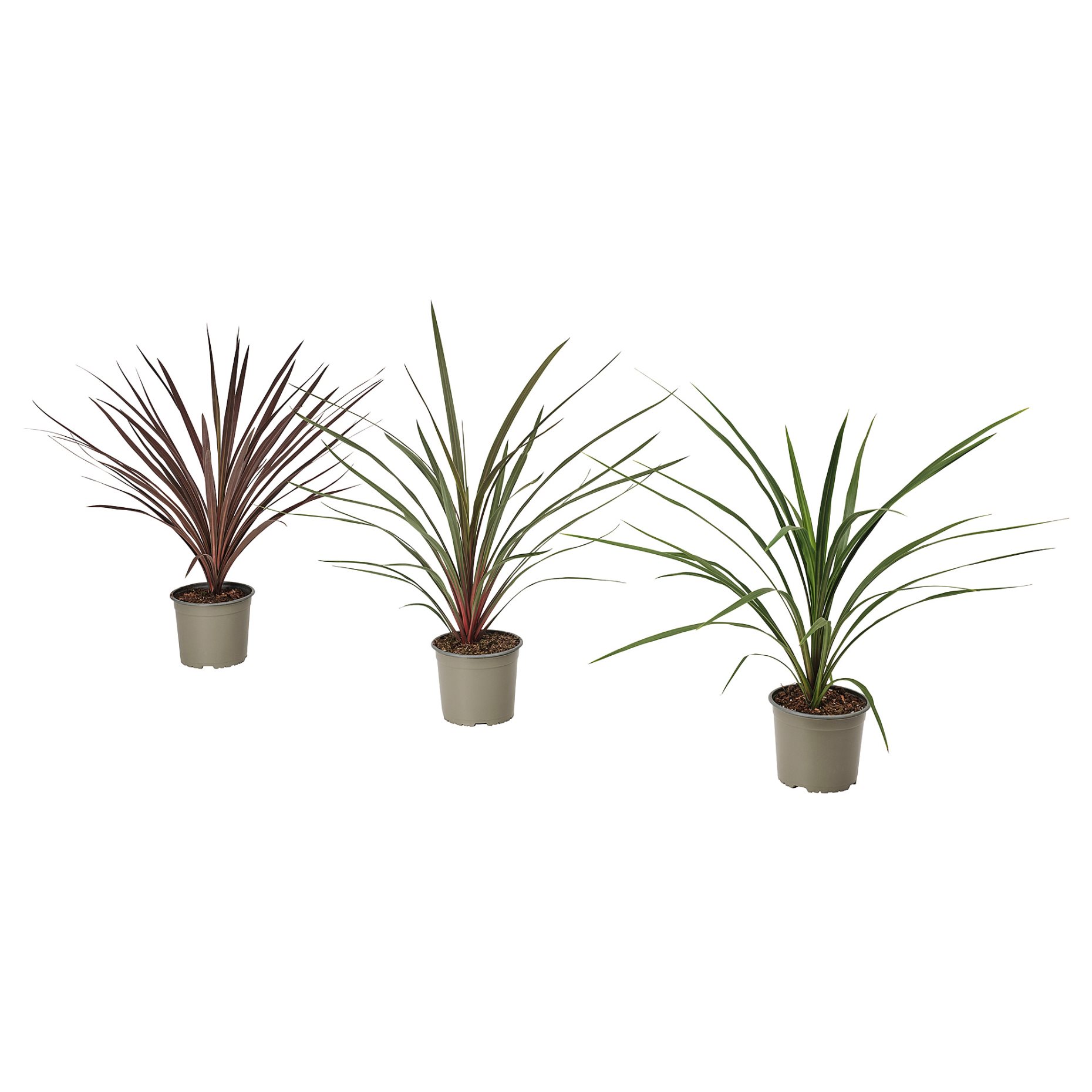 CORDYLINE INDIVISA, саксийно растение, Кордилине индивиза, 306.041.31