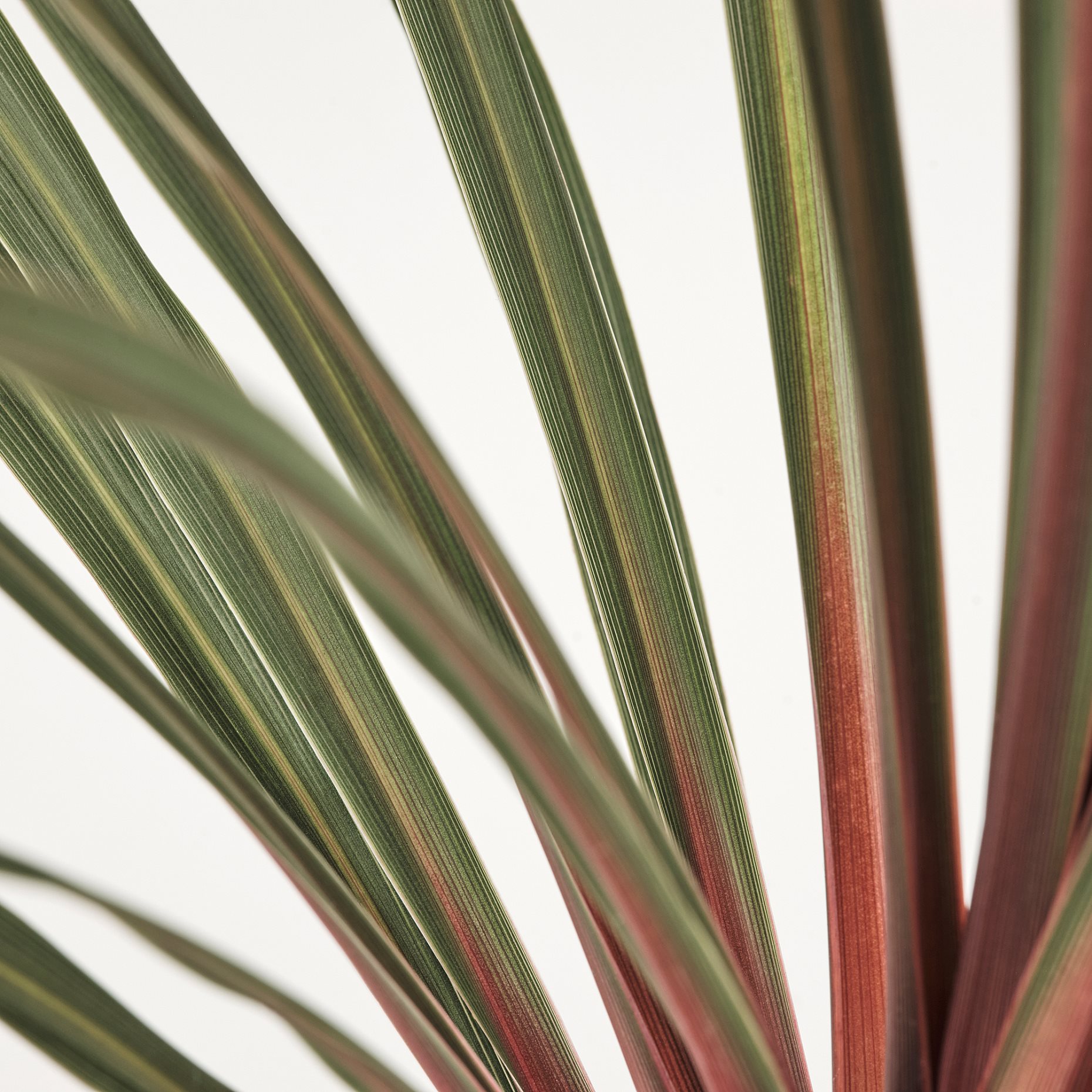CORDYLINE INDIVISA, саксийно растение, Кордилине индивиза, 306.041.31