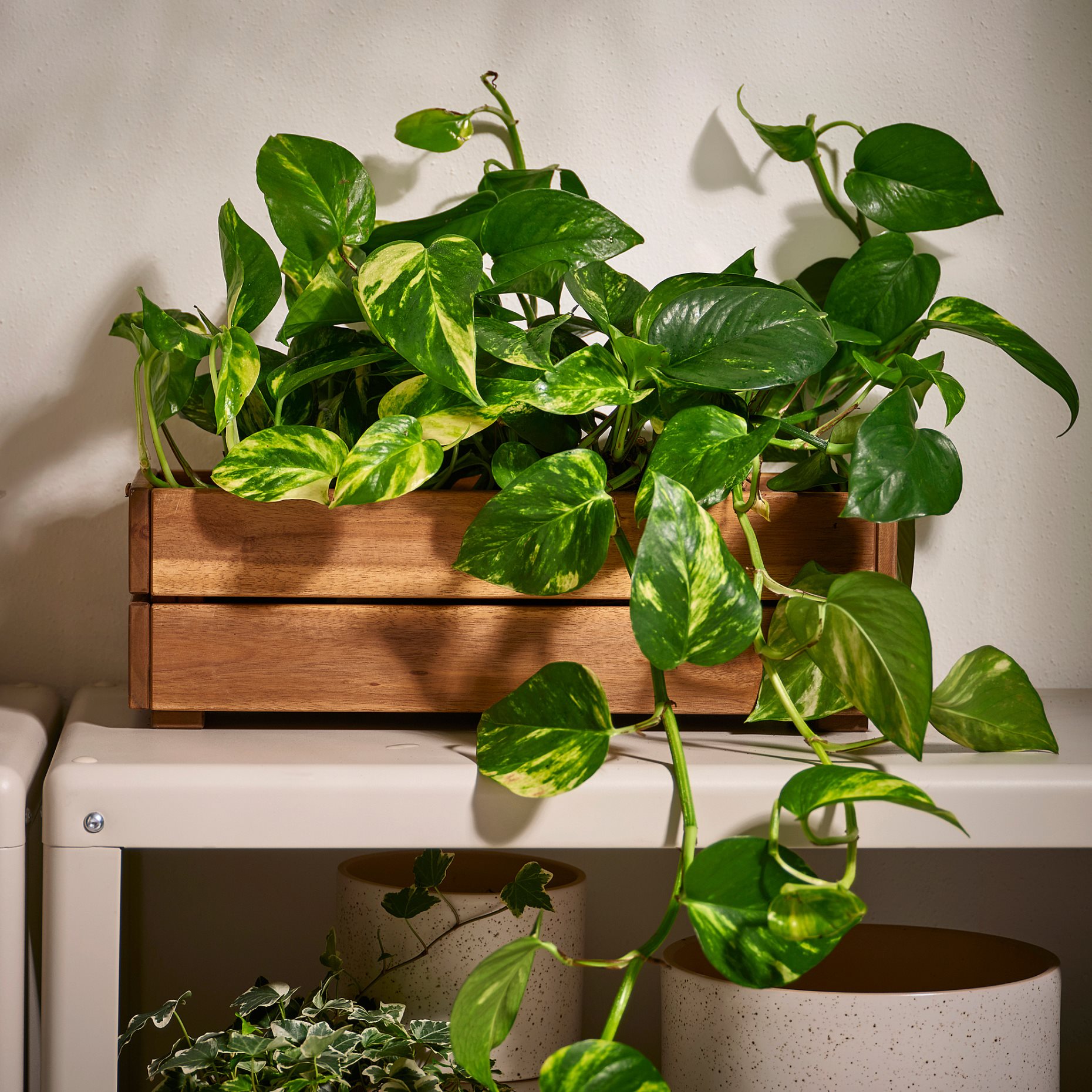 STJÄRNANIS, сандъче за цветя, 43x15 см, 306.120.27