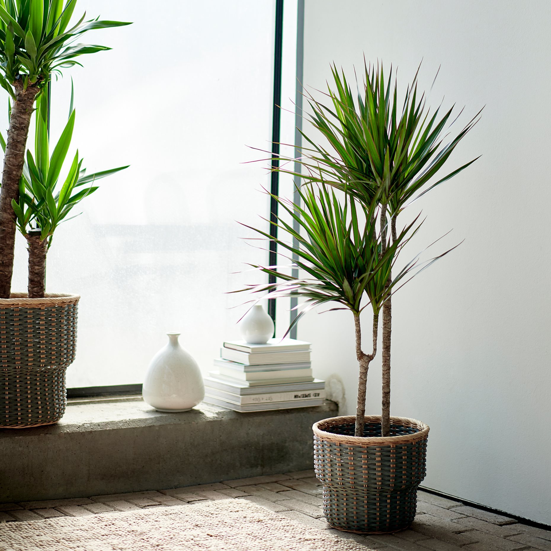 DRACAENA, Саксийно растение, 404.084.55