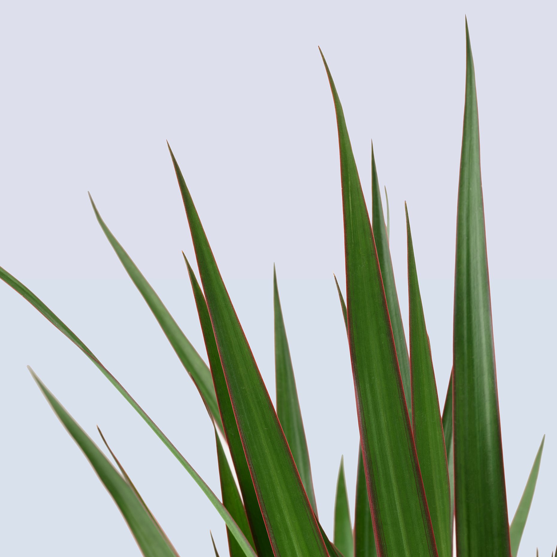 DRACAENA, Саксийно растение, 404.084.55