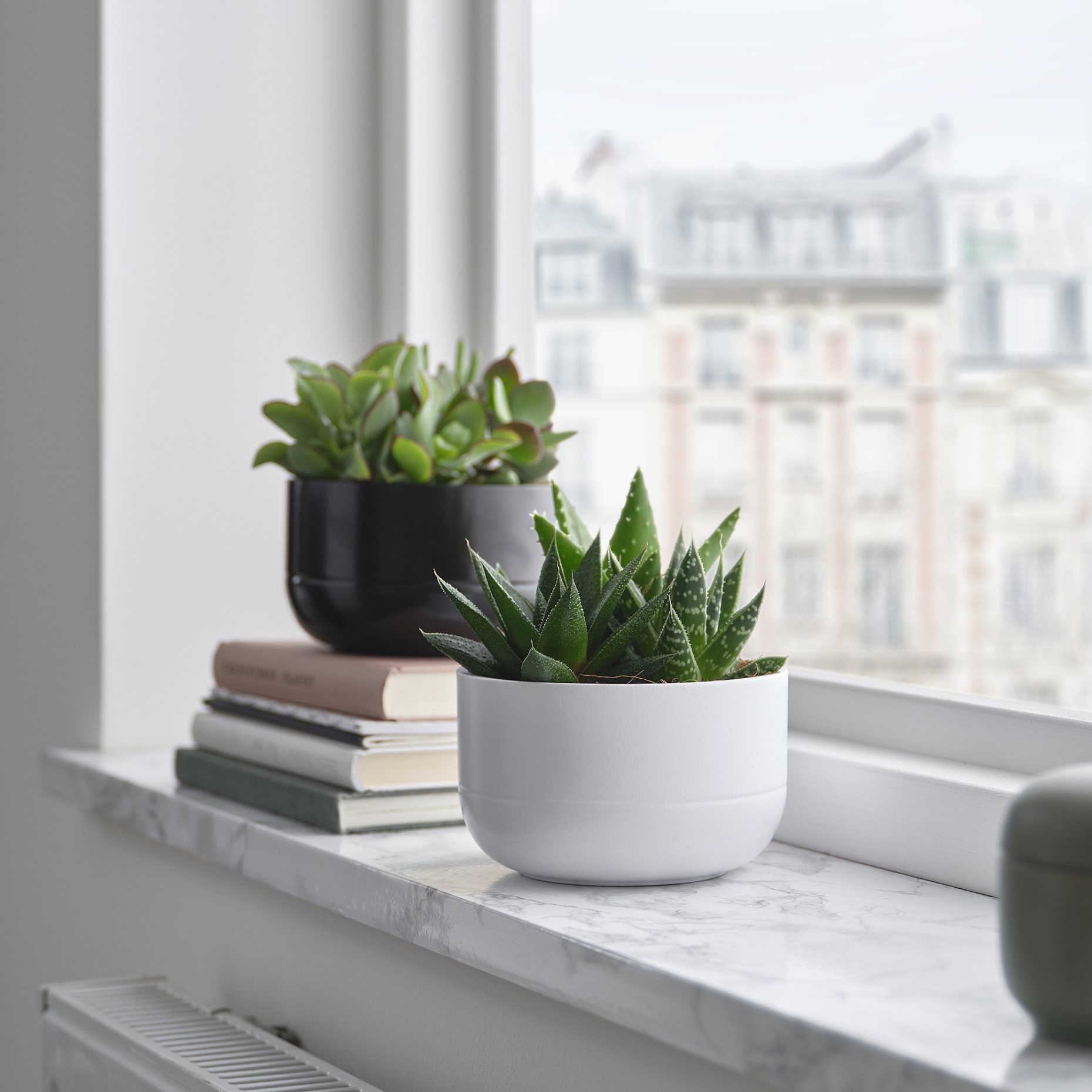 SUCCULENT, Саксийно растение, кактус, 405.986.86
