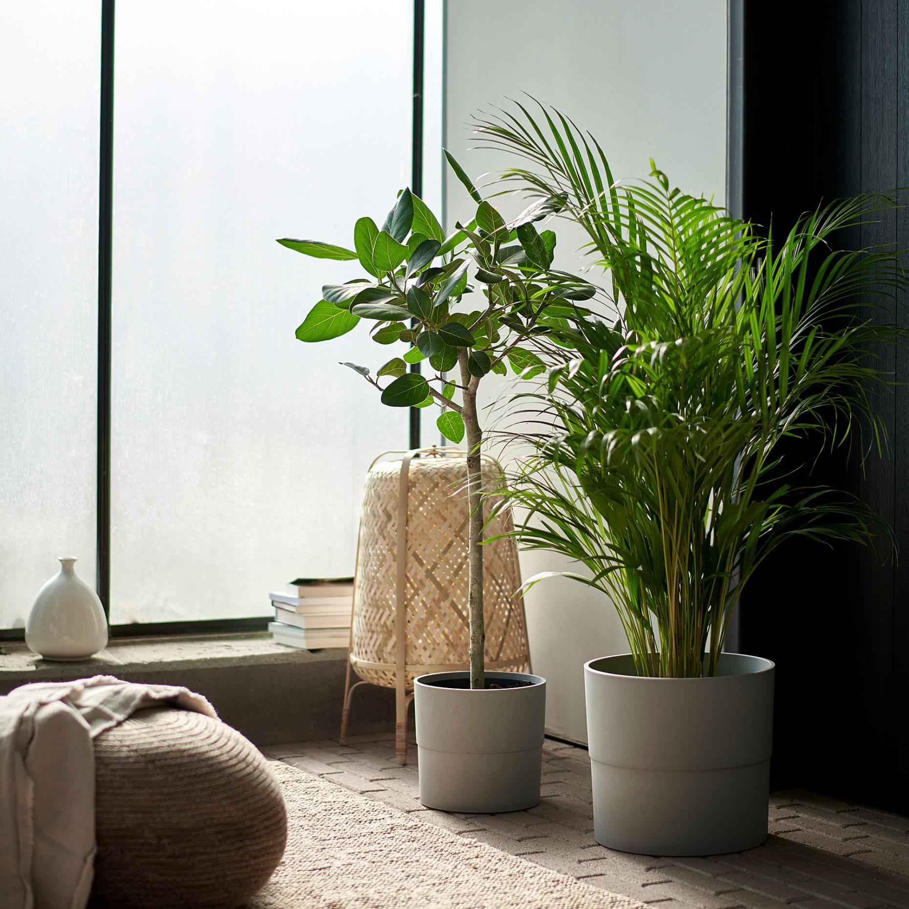LUTESCENS, саксийно растение 24 см, Палма Areca, 468.040.05