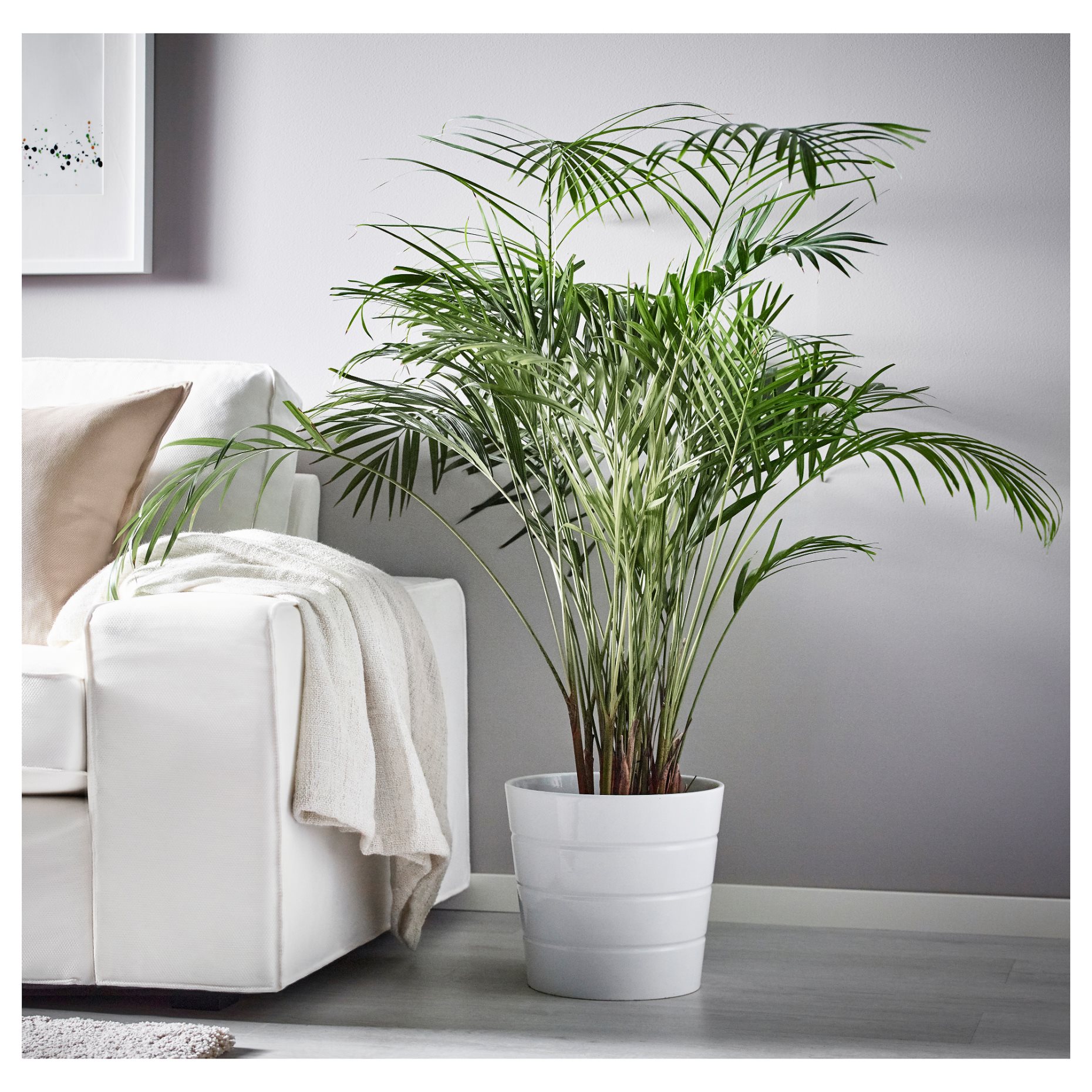 LUTESCENS, саксийно растение 24 см, Палма Areca, 468.040.05