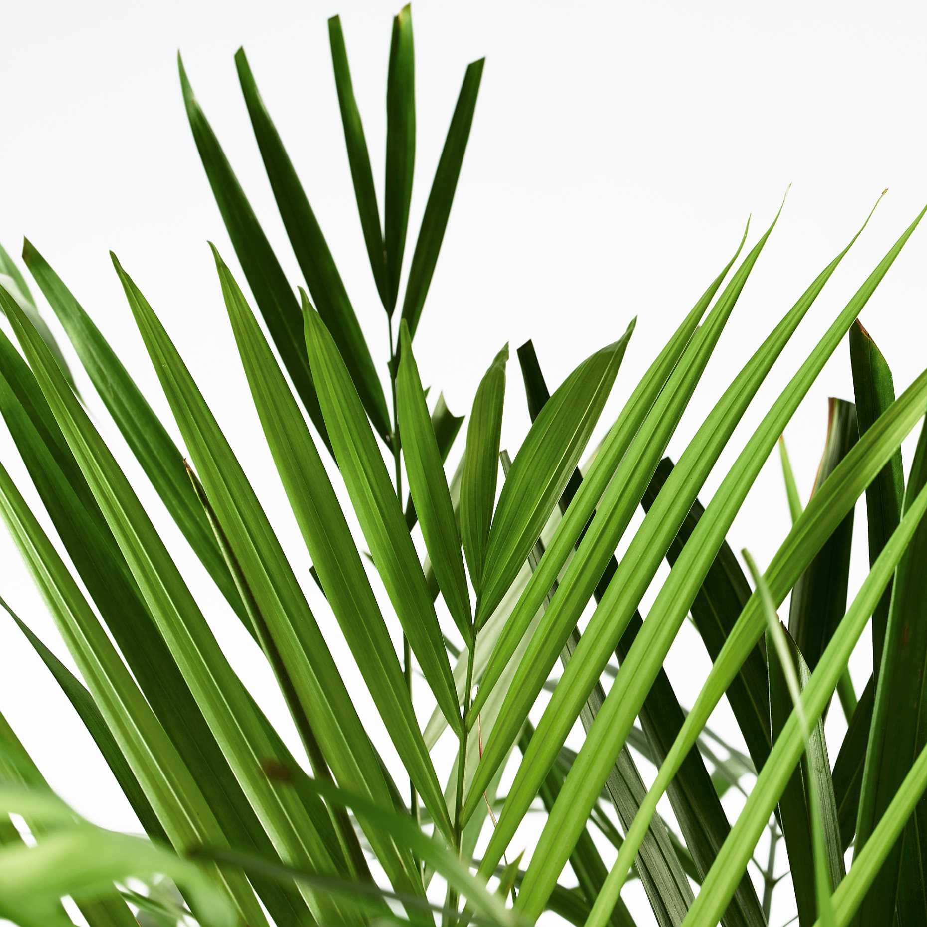 LUTESCENS, саксийно растение 24 см, Палма Areca, 468.040.05
