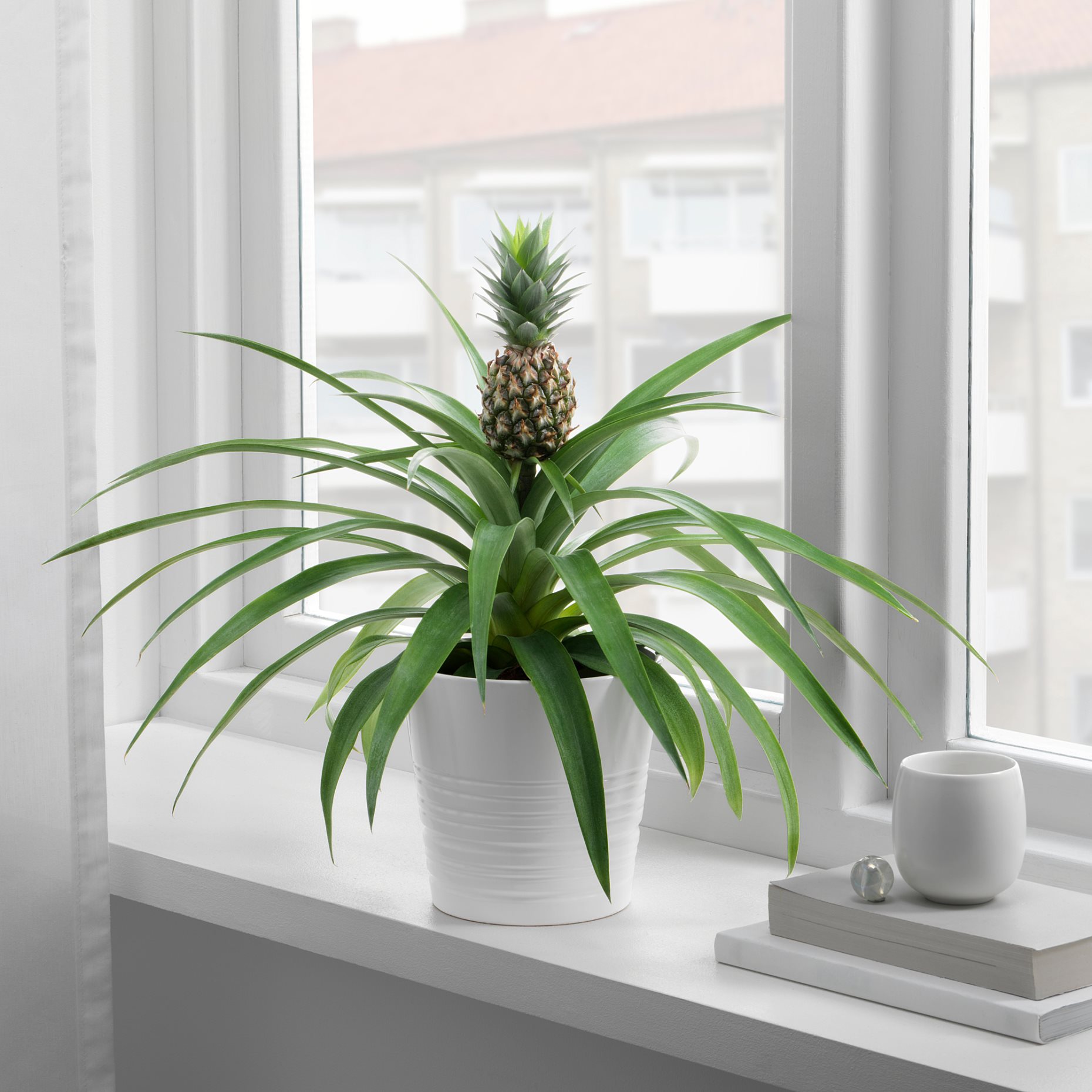 ANANAS, саксийно растение, 12 см, Ананас, 505.281.79