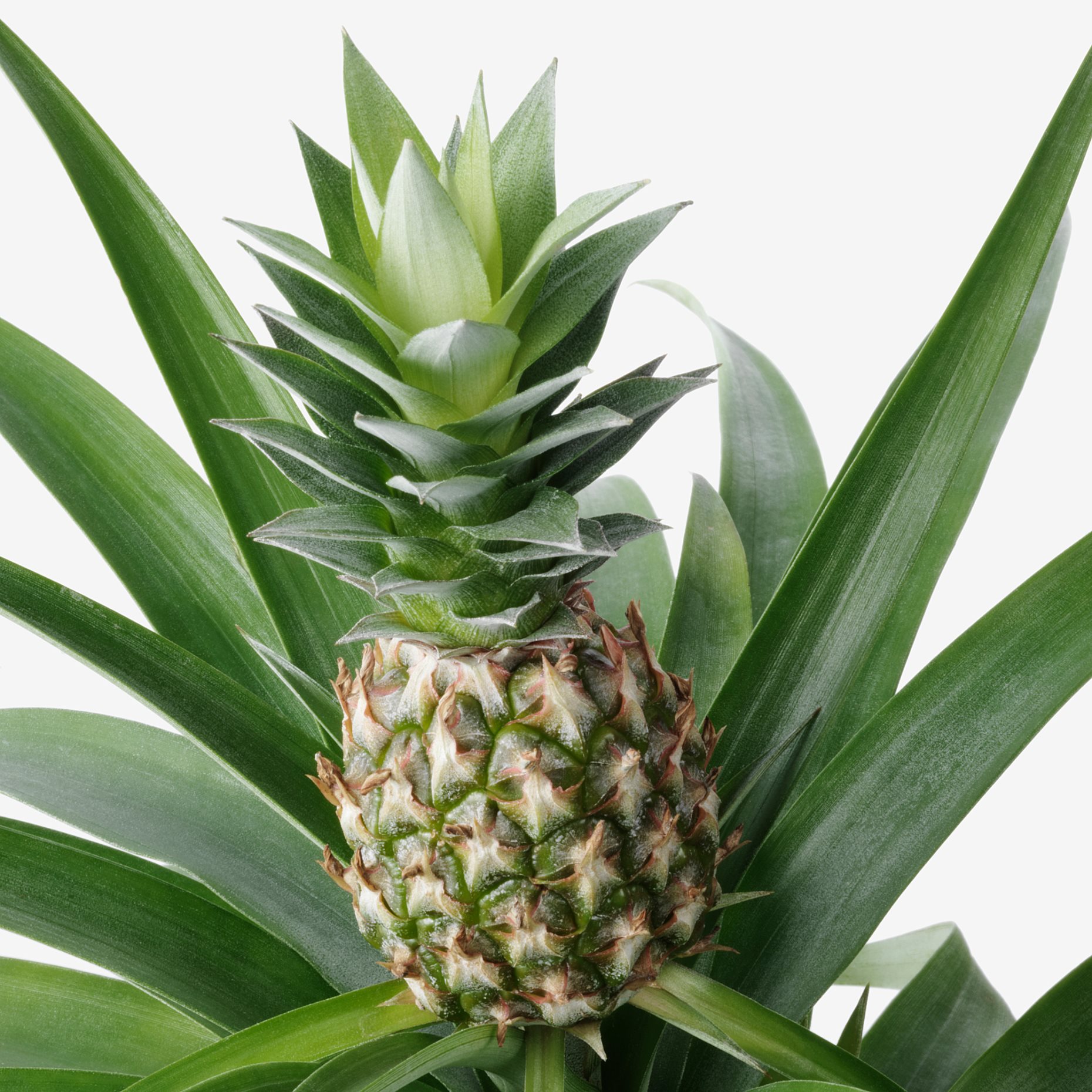 ANANAS, саксийно растение, 12 см, Ананас, 505.281.79