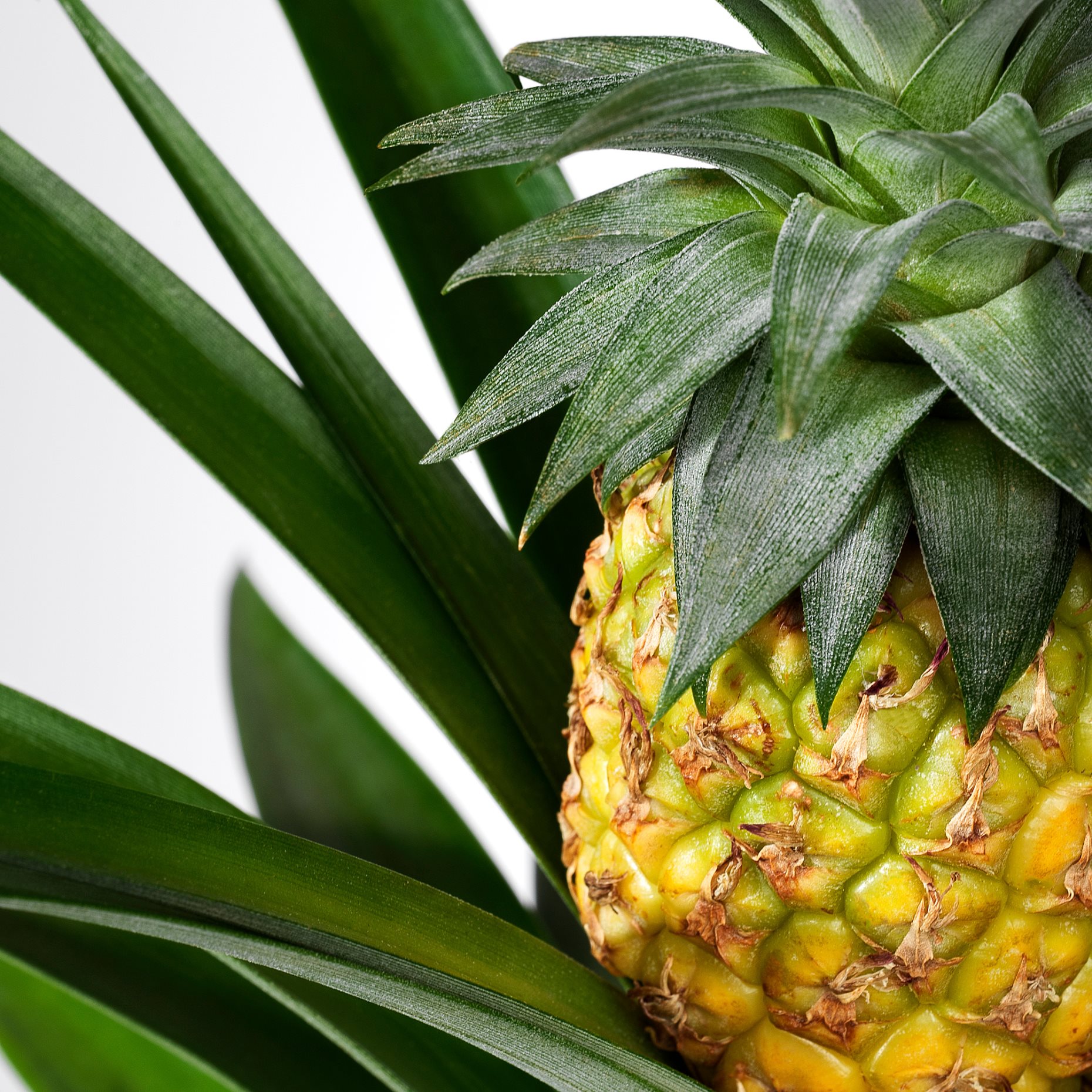 ANANAS, саксийно растение, 12 см, Ананас, 505.281.79