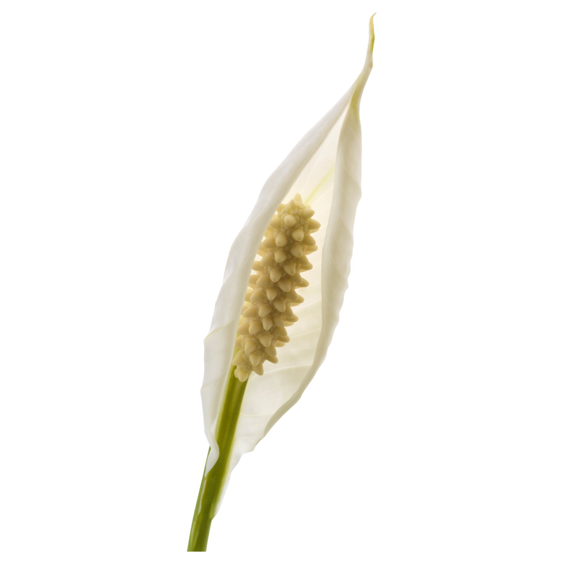 SPATHIPHYLLUM, саксийно растение, Спатифилум, 601.449.01