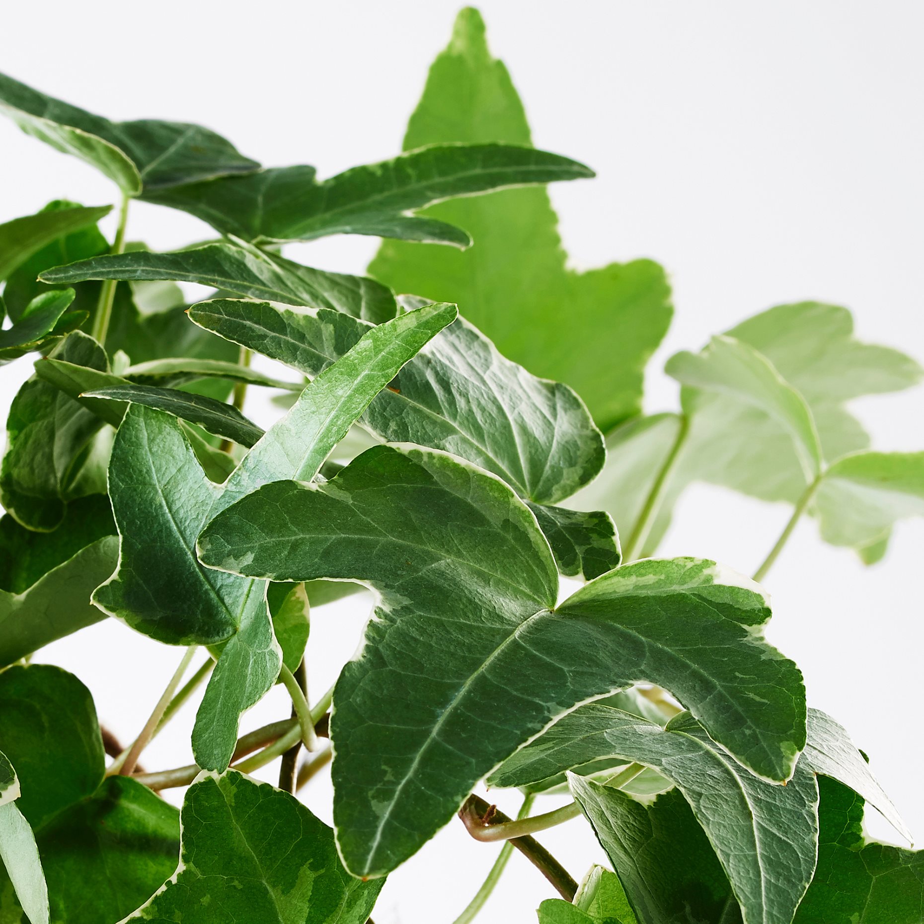 HEDERA HELIX, Естествено саксийно растение, 668.040.47