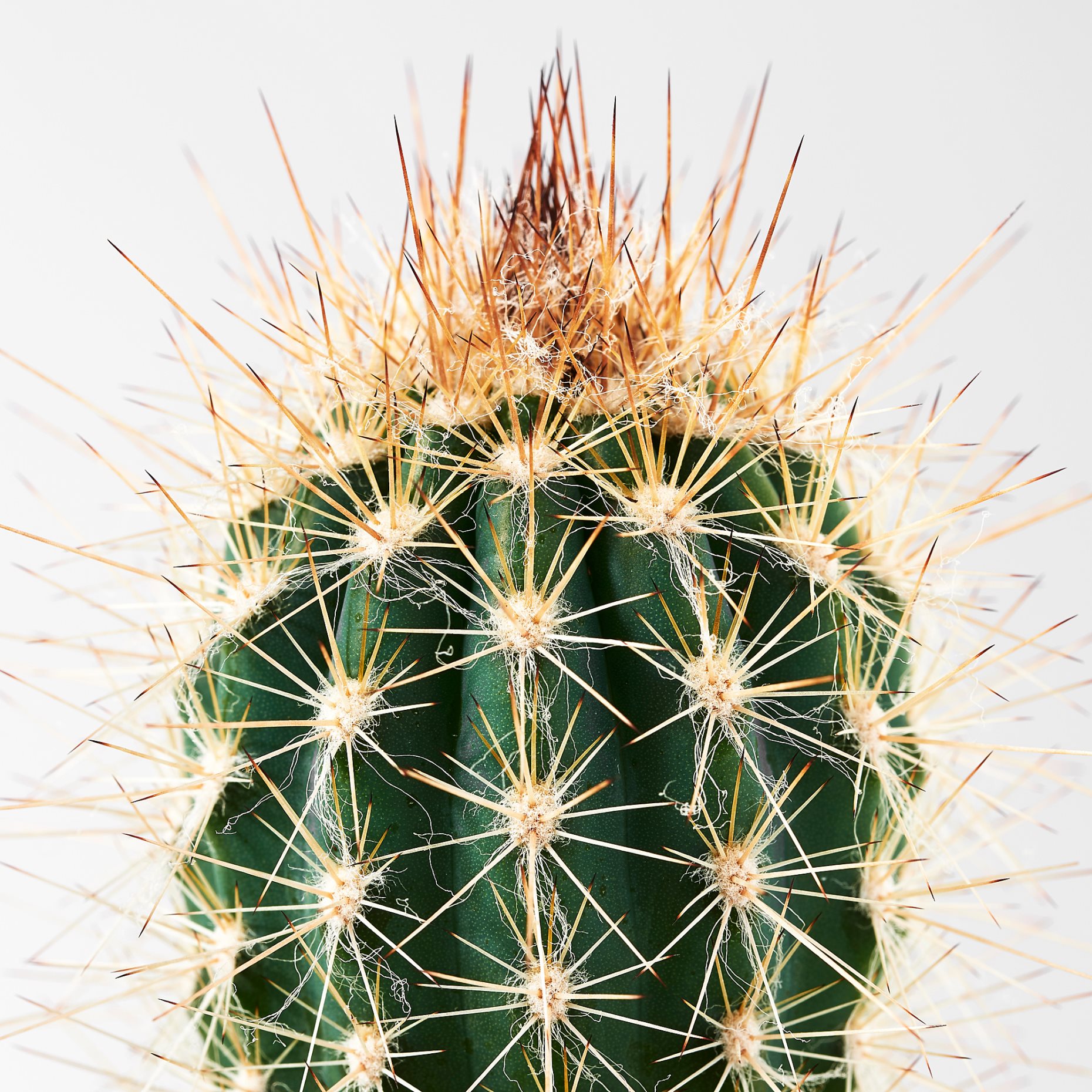 CACTACEAE, саксийно растение+саксия, Кактус, 3 бр/к-т, 704.020.32