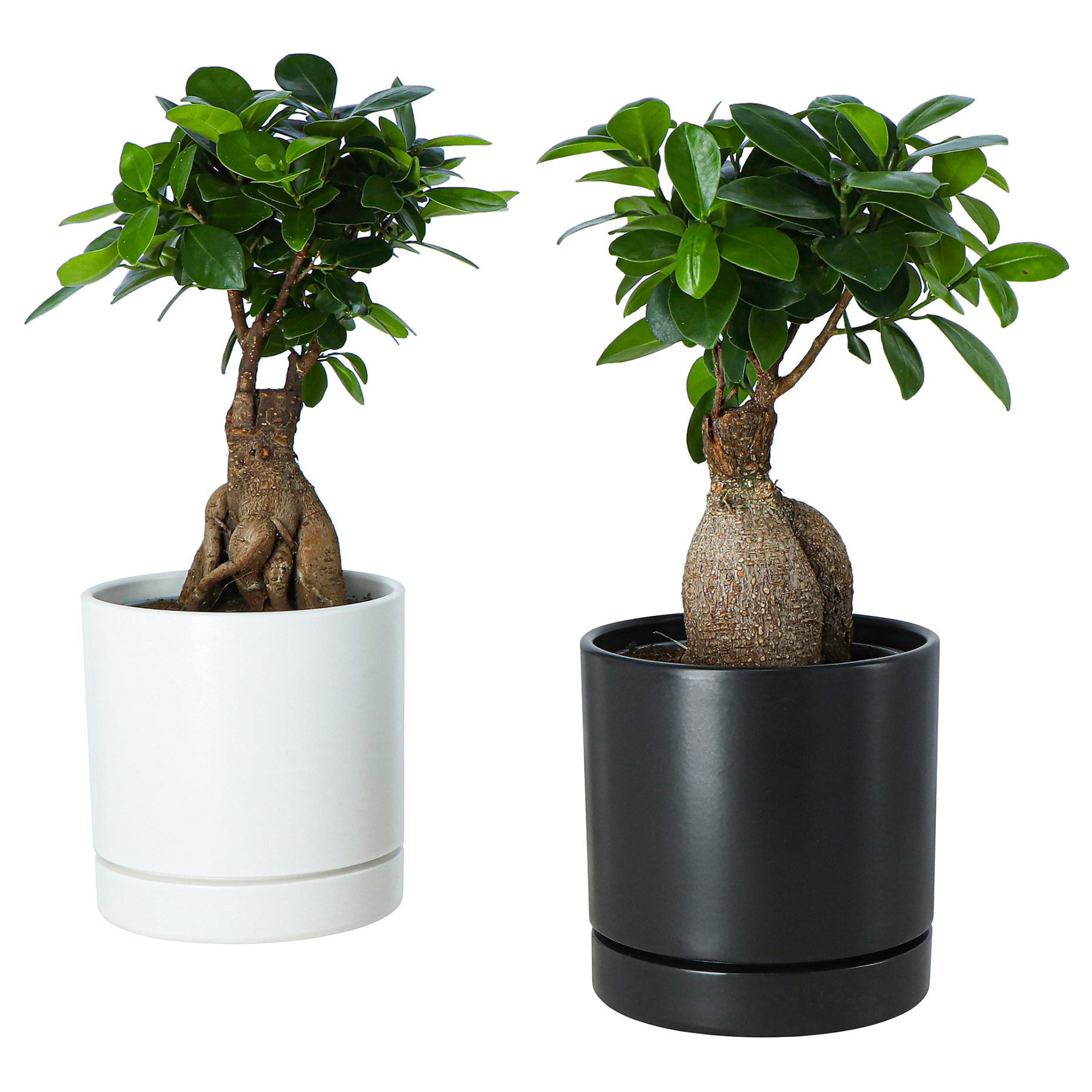 FICUS, саксийно растение бонзай + саксия, 706.183.86