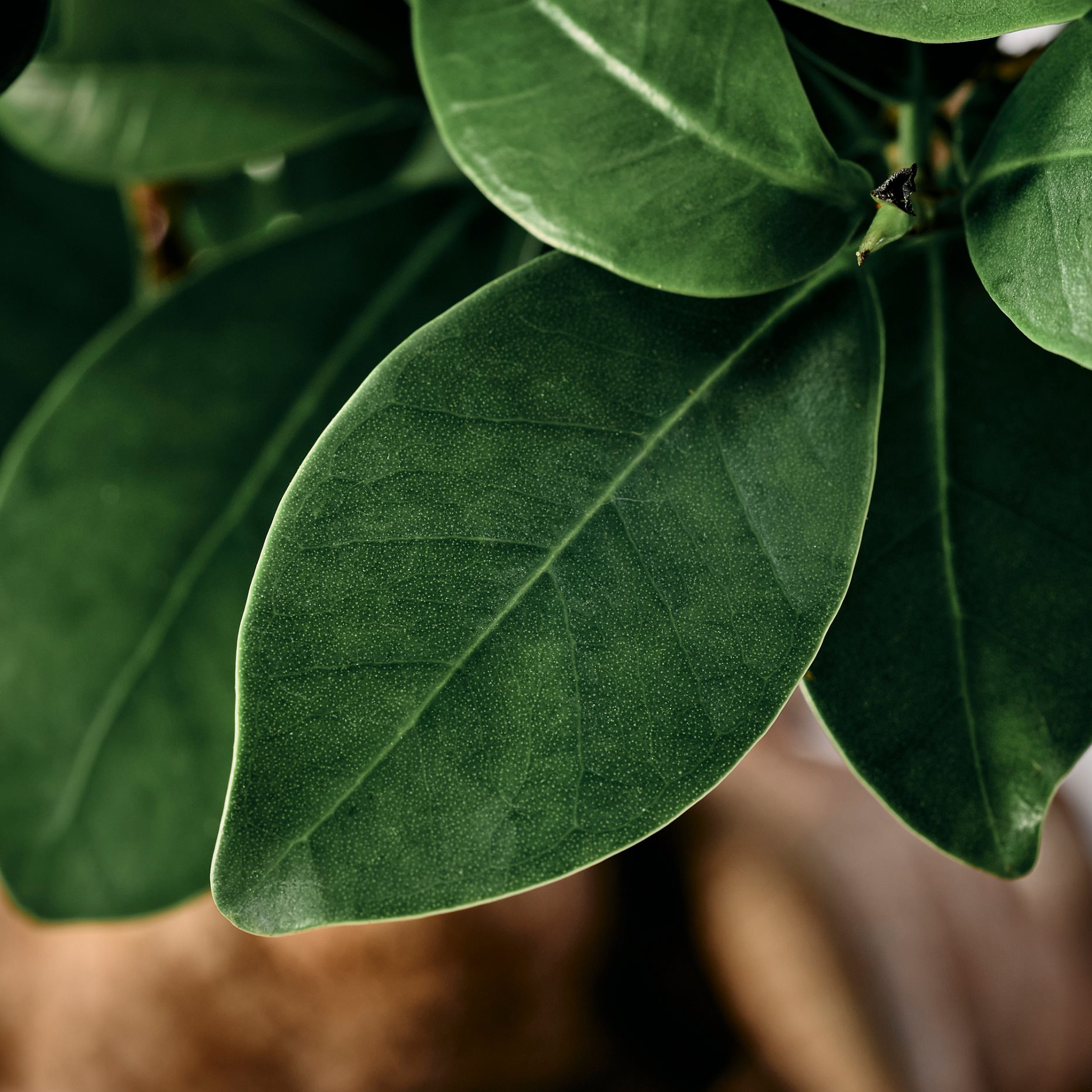 FICUS, саксийно растение бонзай + саксия, 706.183.86