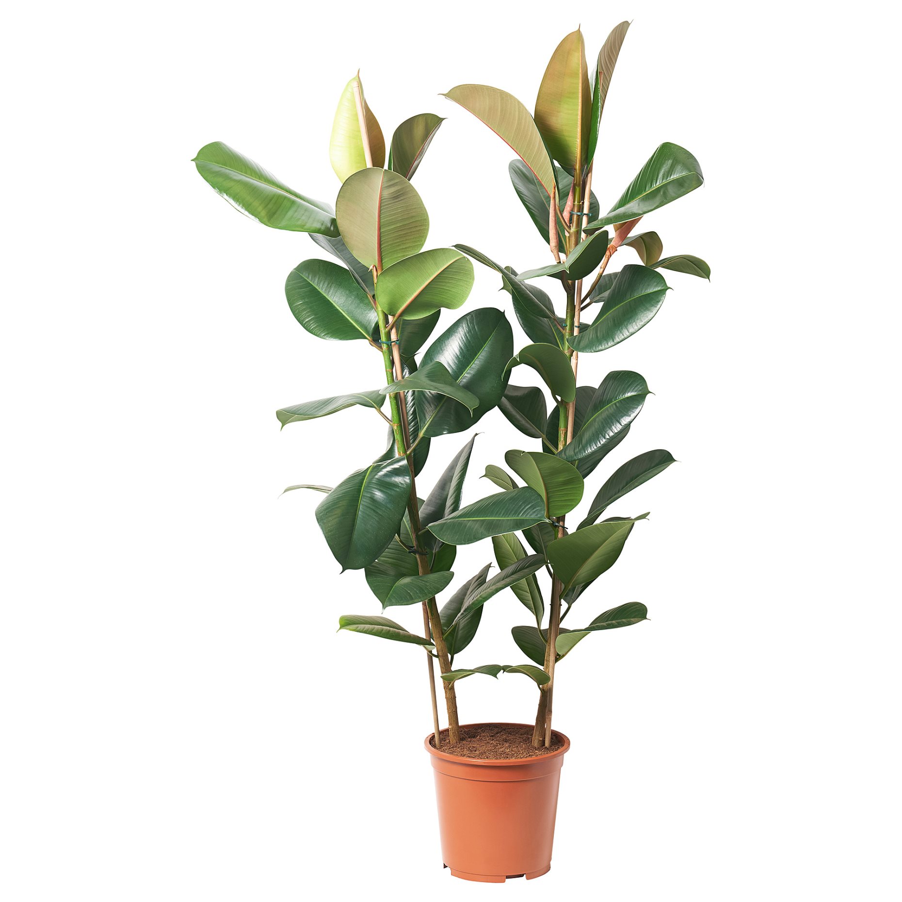 FICUS ELASTICA ROBUSTA ΡΚΡ ΠΐΡ, 804.952.00