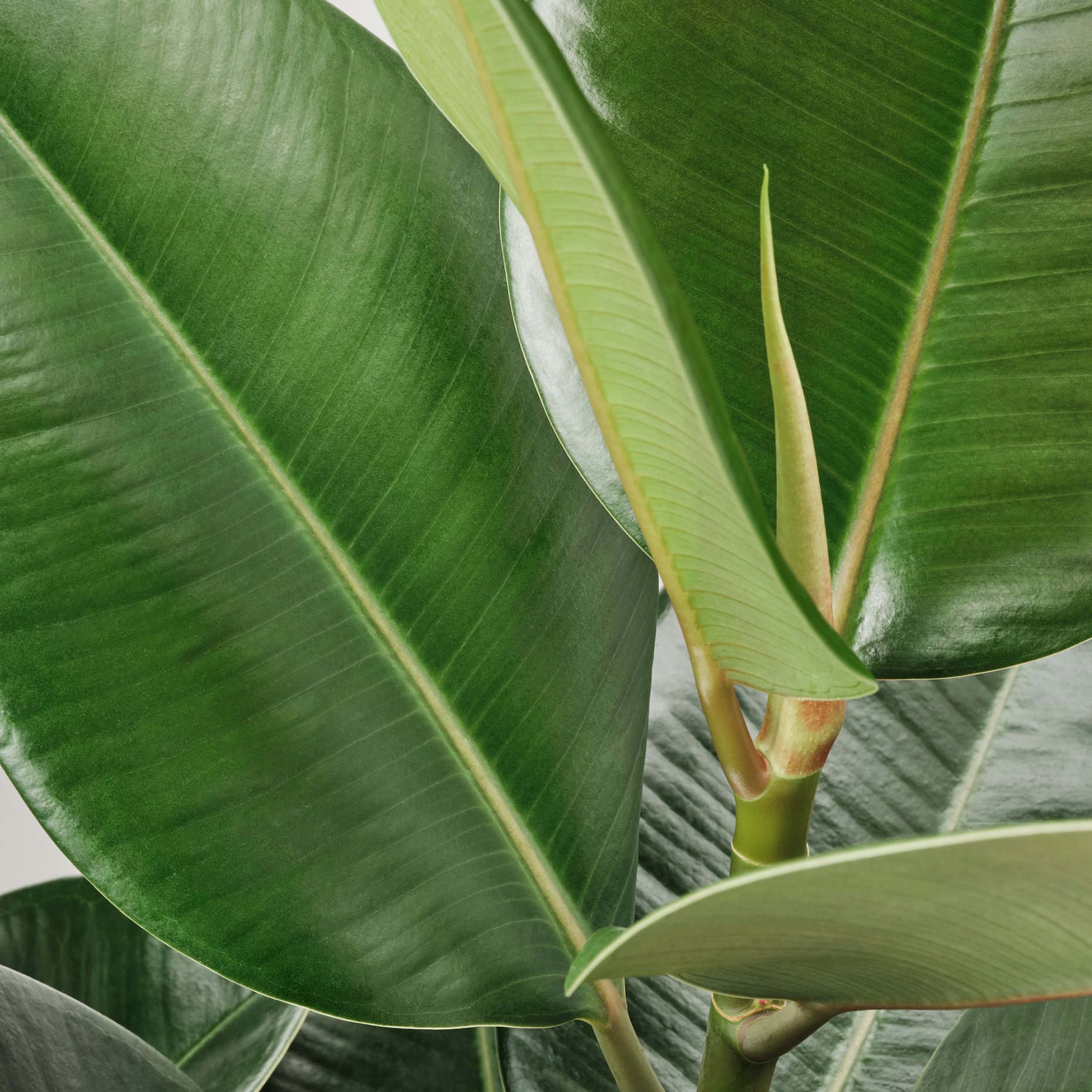 FICUS ELASTICA ROBUSTA ΡΚΡ ΠΐΡ, 804.952.00