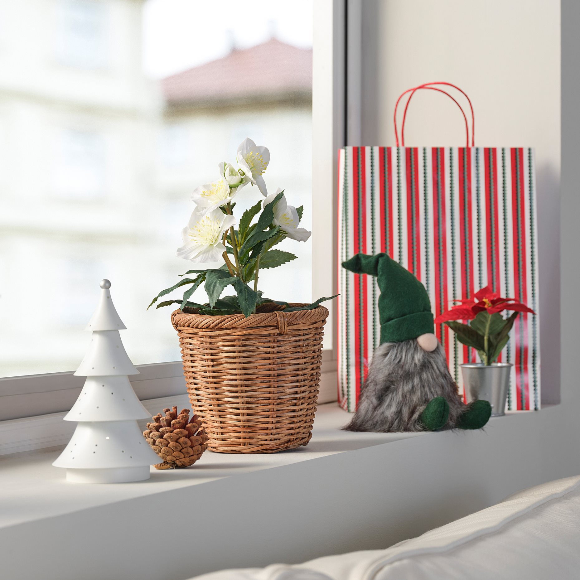 VINTERFINT, изк. саксийно растение, за употр. на закр./открито, Роза, 805.621.43