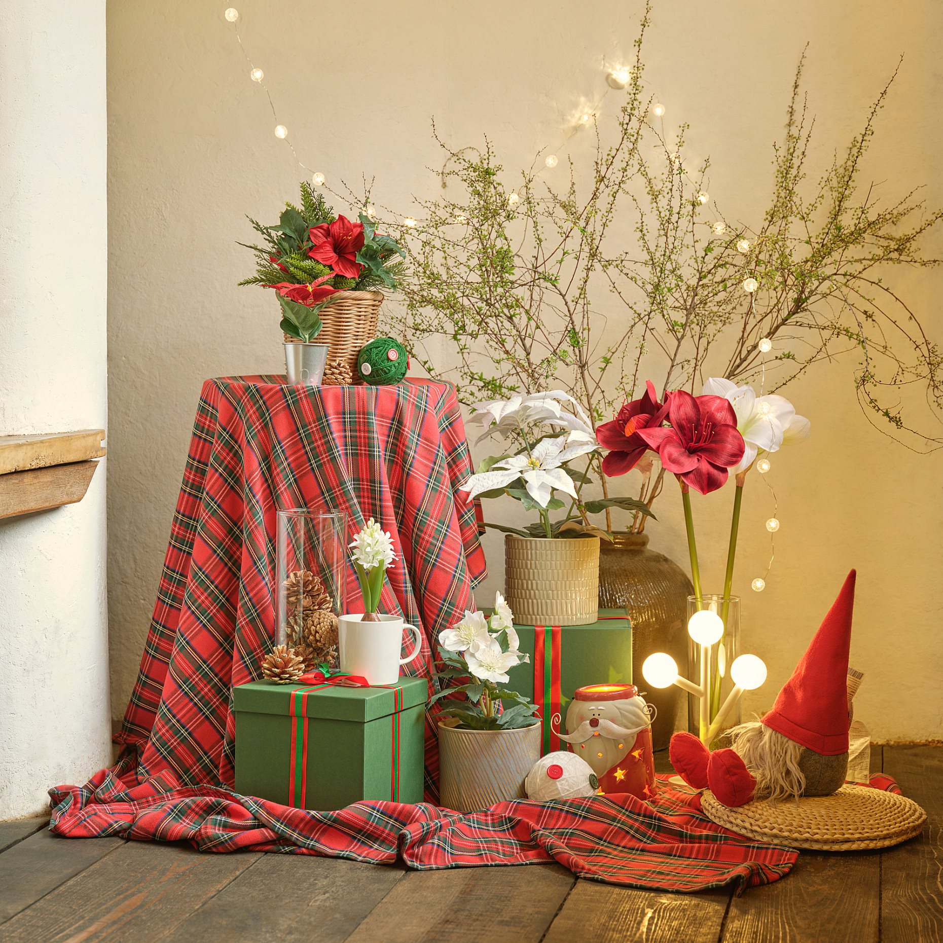 VINTERFINT, изк. саксийно растение, за употр. на закр./открито, Роза, 805.621.43