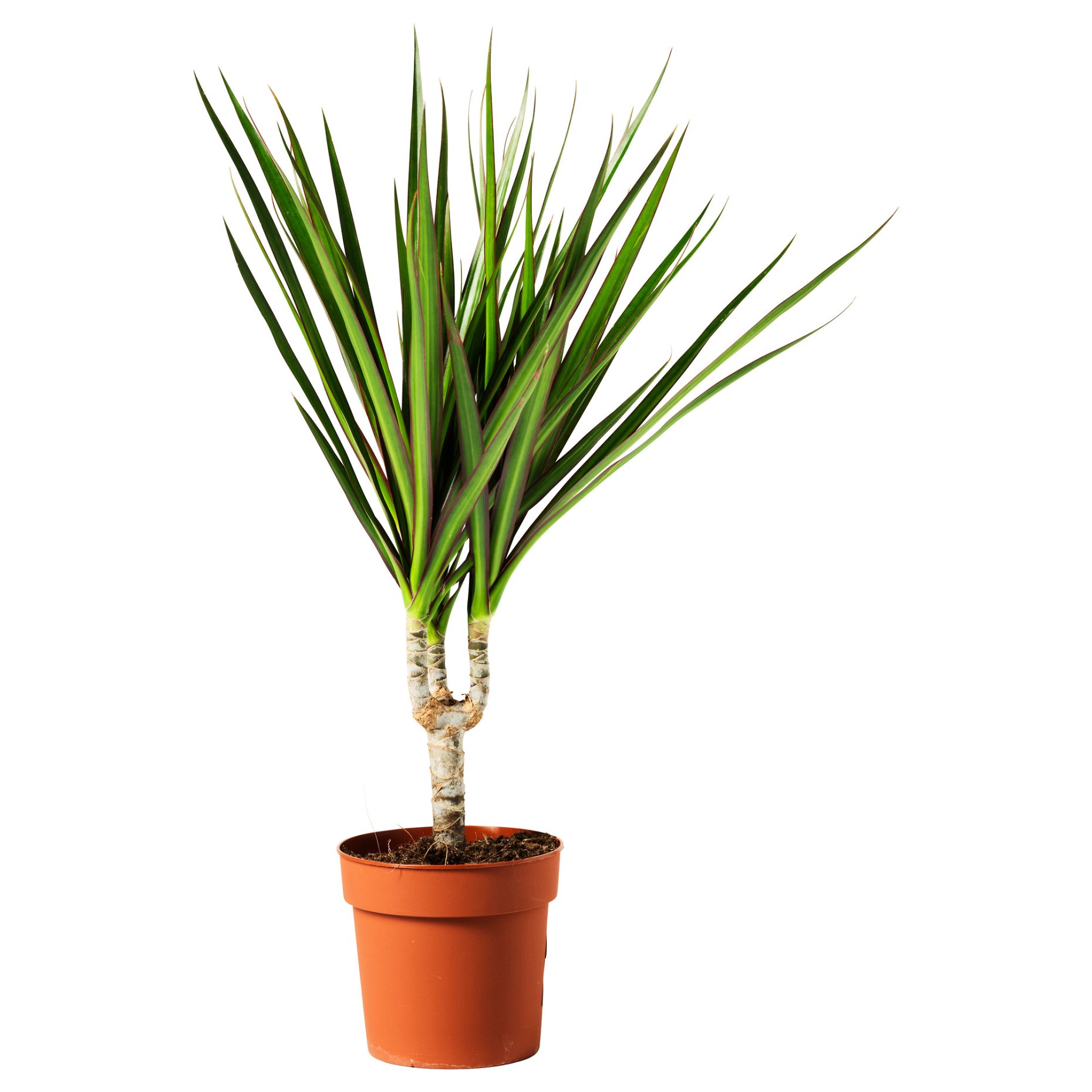 DRACAENA MARGINATA, саксийно растение, Драконово дърво, 805.986.89