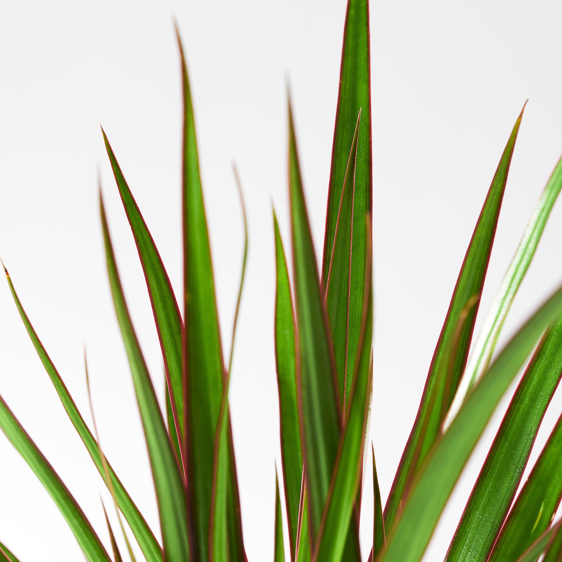 DRACAENA MARGINATA, саксийно растение, Драконово дърво, 805.986.89