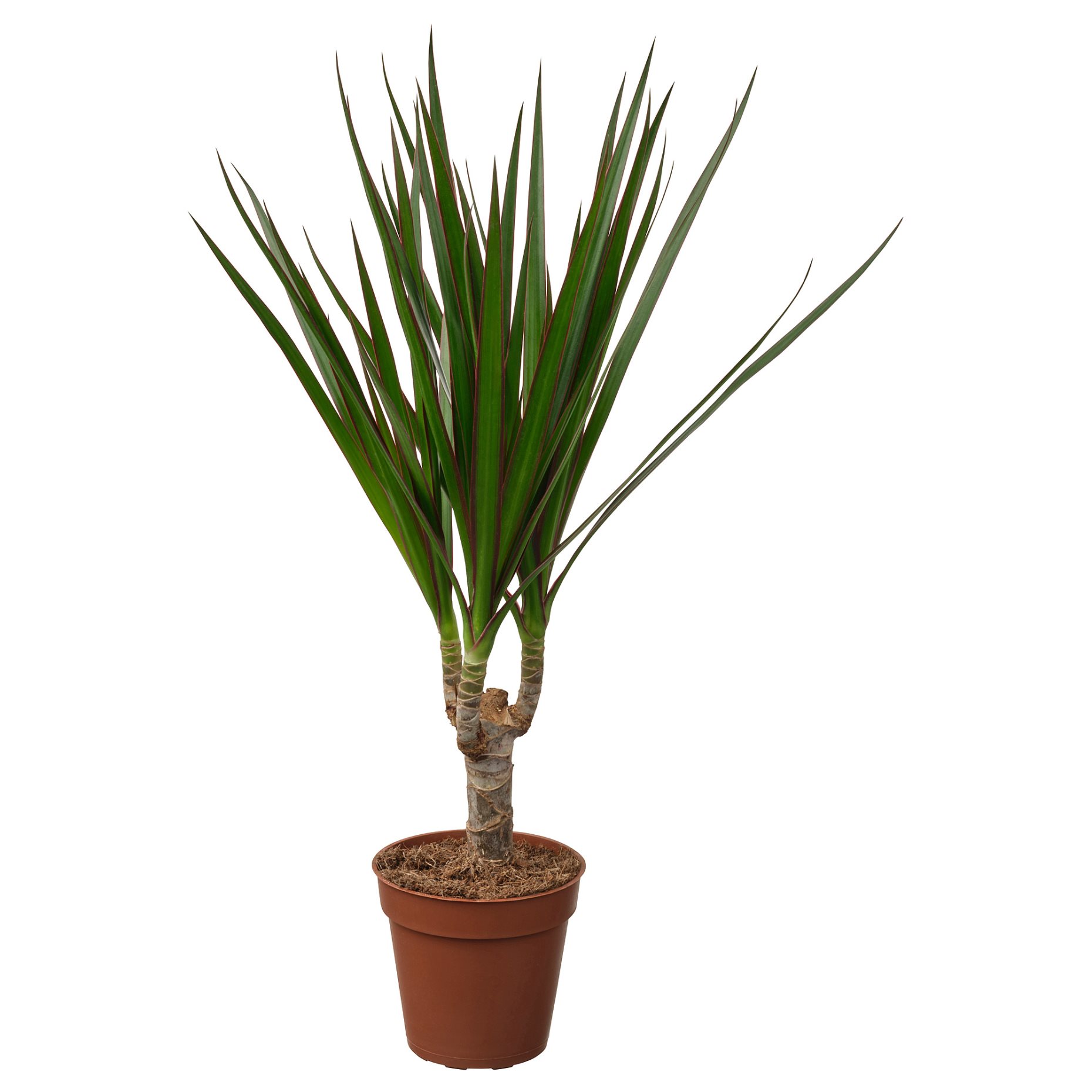 DRACAENA MARGINATA, саксийно растение, Драконово дърво, 805.986.89