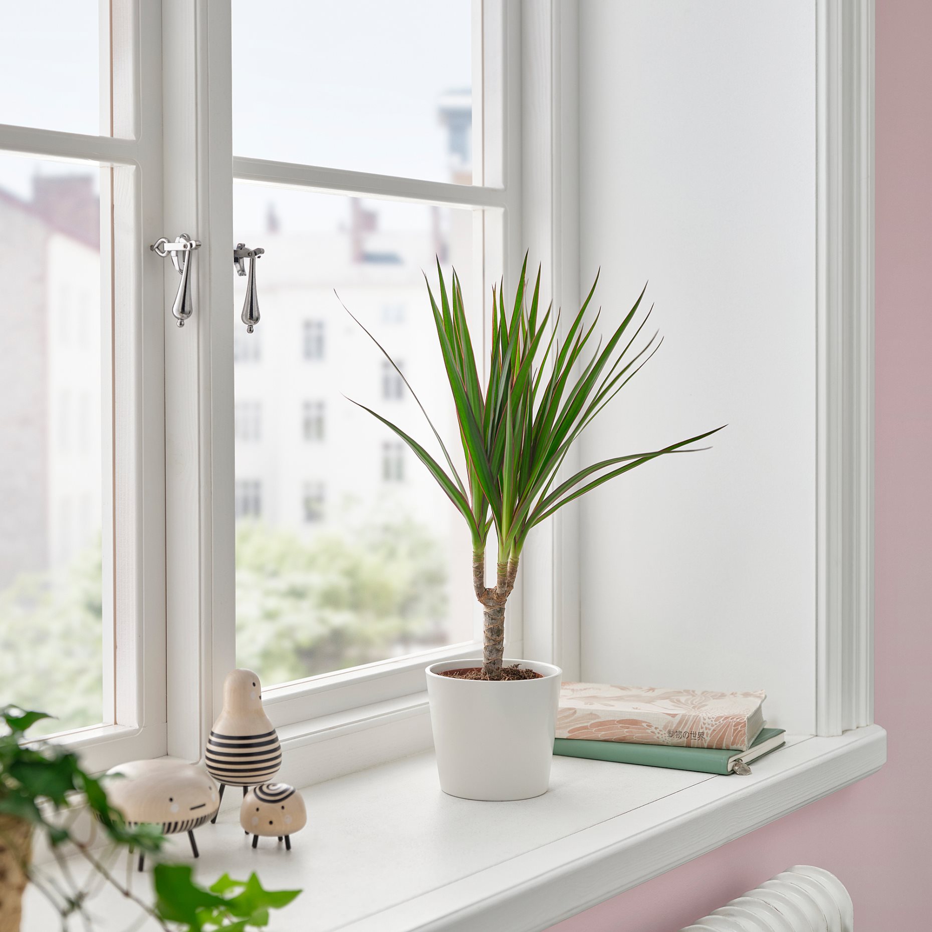 DRACAENA MARGINATA, саксийно растение, Драконово дърво, 805.986.89