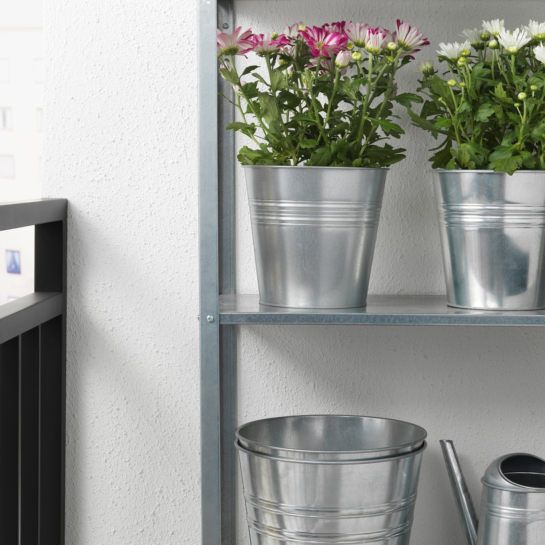 CHRYSANTHEMUM, саксийно растение, Хризантеми, 15 см, 906.127.60