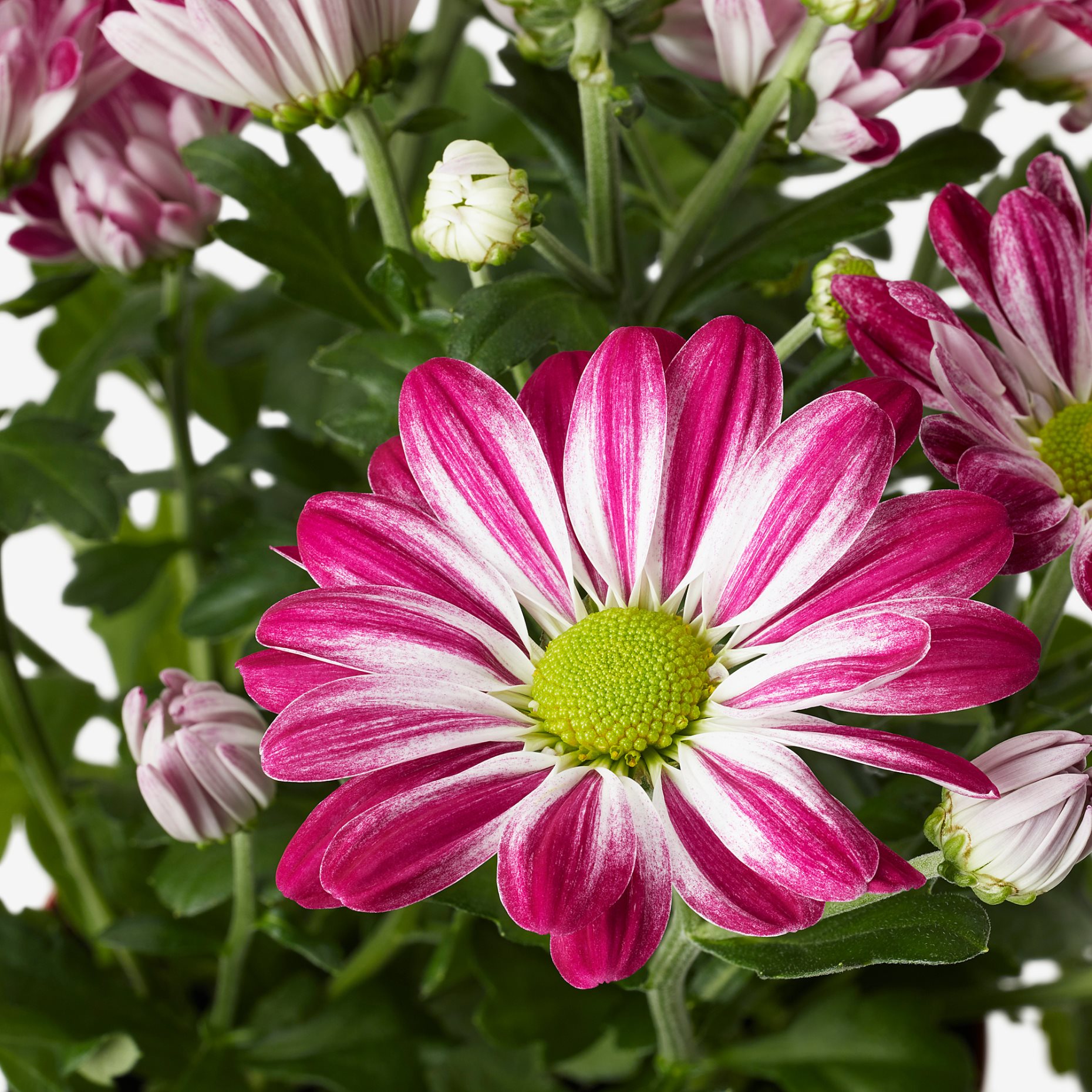 CHRYSANTHEMUM, саксийно растение, Хризантеми, 15 см, 906.127.60