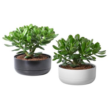 CRASSULA, саксийно растение, Дърво на парите + саксия, 104.853.70