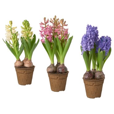 HYACINTHUS, саксийно растение, 12 см, 306.127.63