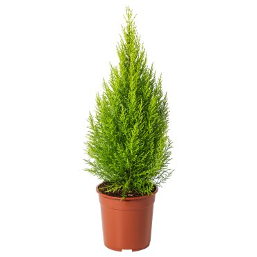 CUPRESSUS MACROCARPA, саксийно растение, кипарис, 24 см, 506.127.62