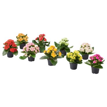 KALANCHOE, саксийно растение, каланхое, 6 см, 506.293.38