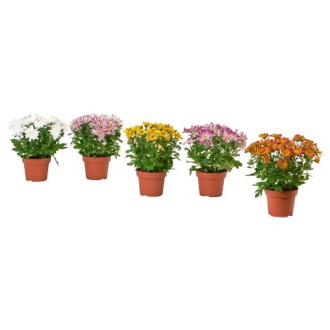 CHRYSANTHEMUM, саксийно растение, Хризантеми, 15 см, 906.127.60