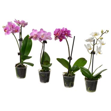 PHALAENOPSIS, Саксийно растение, Орхидея, 105.986.78
